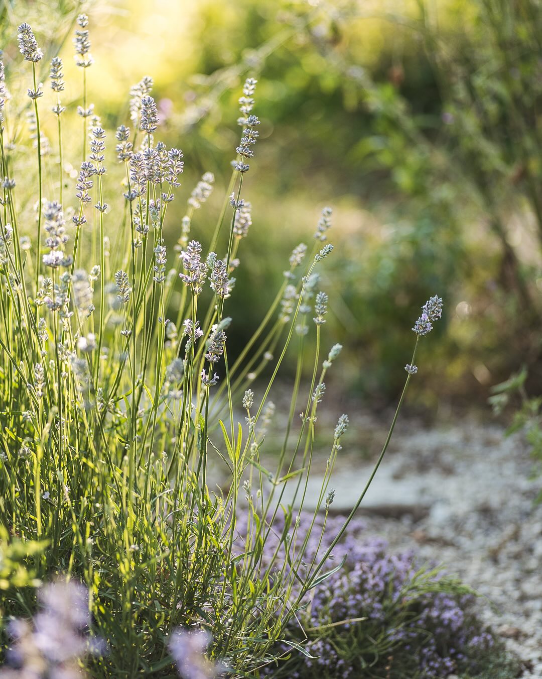 Und nochmal ein paar Impressionen aus dem mediterranen Garten mit Trockenmauer. Die Lavendel beginnen zu blühen. Wir haben normalen, weissen und rosa Lavendel gepflanzt. 
.
Wir bedanken uns nochmal ganz herzlich beim Quartierverein Seebach für die finanzielle Hilfe letztes Jahr. Ohne sie hätten wir das Projekt nicht umsetzten können. 
.
#nachbarschaftsgarten #urbangardening #garten #gemeinschaftsgarten #zürichcity #seebach #urbanesgärtnern #städtischergarten #nachhaltigegärten #inmygardentoday #imgarten #gartenfreude #naturnahergarten #naturgartenfreude  #inmeinemgarten #naturalgarden #stadtgarten #trockenmauer #mediteranergarten #kiesgarten #trockengarten #kiesbeet #trockenbeet #lavender #lavendel