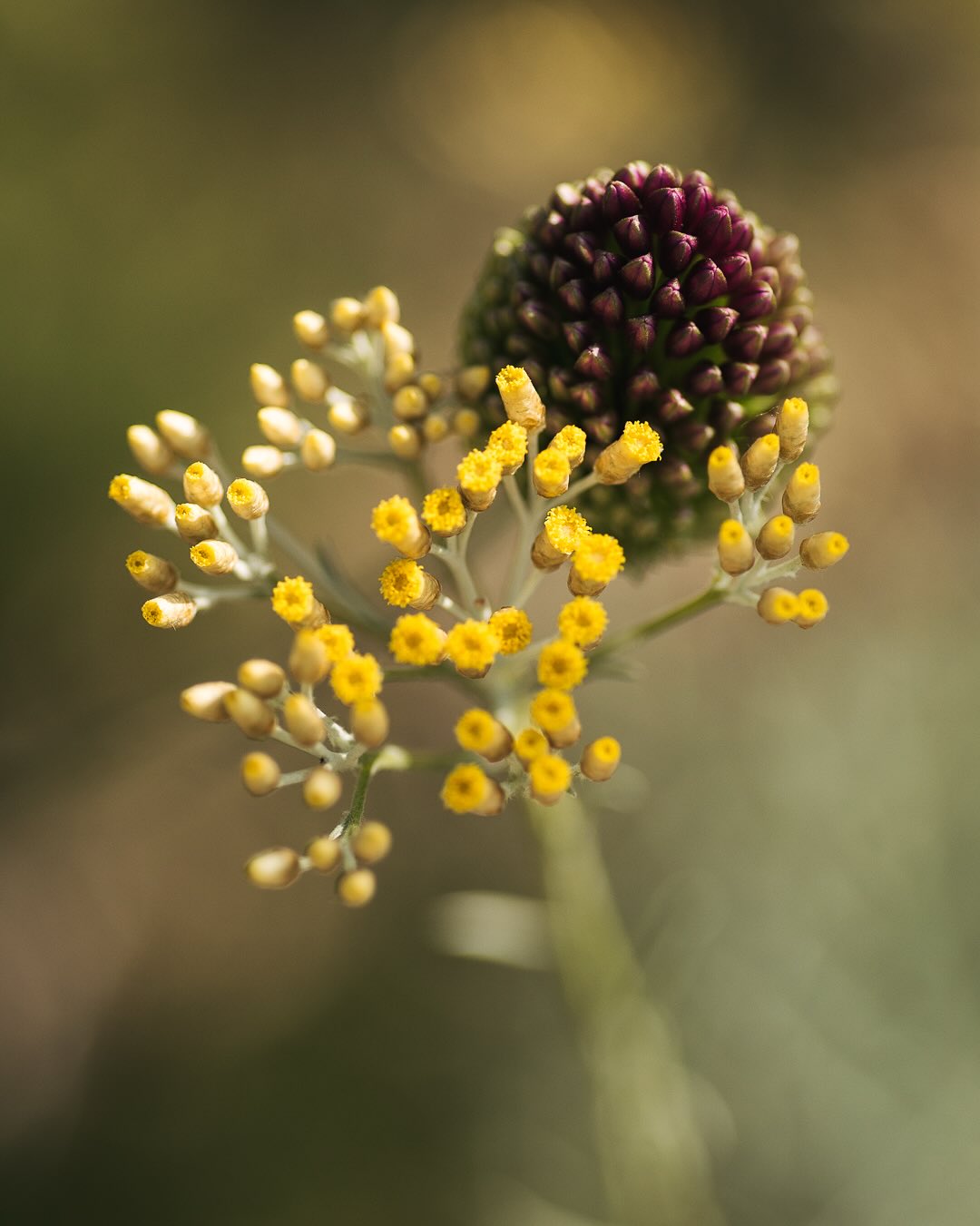 Wenn man zwei Wochen in den Ferien ist und es dann während man weg ist, immer regnet… ja dann explodiert der Garten 🫣😅
.
Hier aber erstmal noch ein paar Gartenimpressionen von direkt vor den Ferien, als es noch eher trocken war im Garten. 
.
Besonders die Kombination von Kugellauch und Currykraut (Helichrysum italicum) hat es mir angetan :)
.
#nachbarschaftsgarten #urbangardening #garten #gemeinschaftsgarten #zürichcity #seebach #urbanesgärtnern #städtischergarten #nachhaltigegärten #perennialgarden #imgarten #gartenfreude #naturnahergarten #naturgartenfreude  #naturalgarden #stadtgarten #kugellauch #currykraut #gartenimpressionen