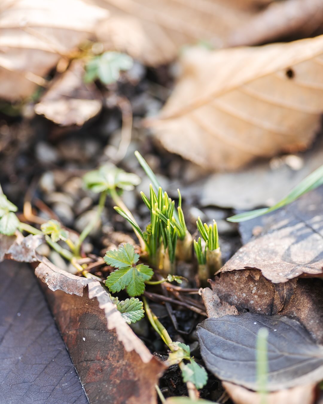 Zum Jahresbeginn strahlt die Sonne so richtig prächtig und im Garten zeigen sich die ersten Frühlingsboten. Schneeglöckchen, Krokusse und sogar Narzissen kommen schon raus. Ausserdem leben die Weihnachtsnarzissen noch :). Zum testen habe ich sie im November gepflanzt, um zu sehen, ob sie den Winter bei uns überstehen. Bis jetzt sieht es gut aus. Ich hoffe, sie blühen dann sogar noch, wenn es wärmer wird. Ausserdem blühen immer noch Skabiosen! trotz Minusgrade. Und die ersten Primeln blühen auch wieder, die Christrosen sowieso. 
.
#nachbarschaftsgarten #urbangardening #garten #gemeinschaftsgarten #zürichcity #seebach #urbanesgärtnern #städtischergarten #nachhaltigegärten #januargarten #frühblüher #krokus #erstefrühlingsboten #neujahrimgarten