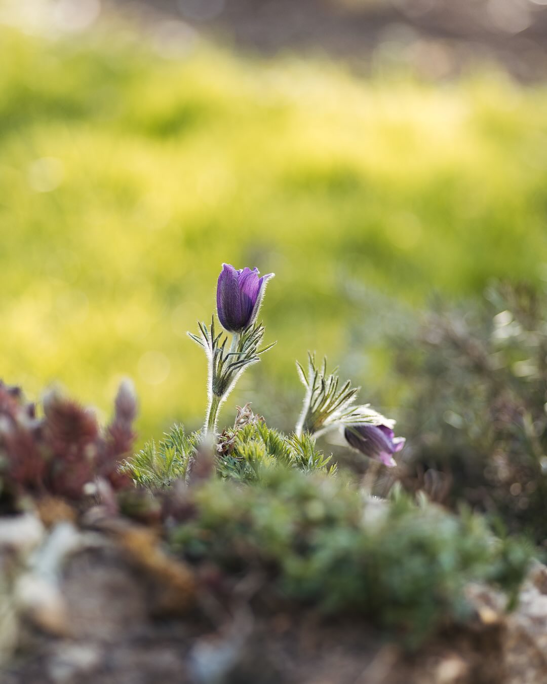 Die Kuhschellen blühen gerade wunderschön. Wir haben sie im Kiesbeet, auf dem Steinhaufen und im steinigen Teil des Hügelblumenbeetes. Es scheint ihnen gut zu gefallen. Ausserdem scheint ihnen dieses Jahr auch gut zu gefallen, dass nicht so viele Schnecken da sind :)
.
#nachbarschaftsgarten #urbangardening #garten #gemeinschaftsgarten #zürichcity #seebach #urbanesgärtnern #städtischergarten #nachhaltigegärten #kuhschellenblüte #kuhschelle #pulsatilla