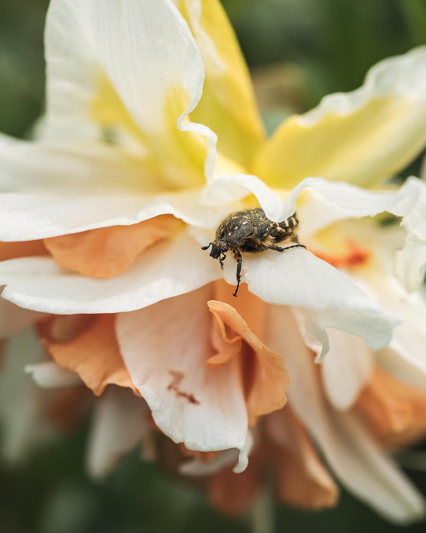 Tiere im Garten.
.
Einen Trauerrosenkäfer habe ich zum ersten Mal im Garten entdeckt :). Dieses hübsche Exemplar ist sogar Modell gestanden… 
.
Ausserdem haben wir beim Freimachen für den Gartenschrank eine Blindschleiche und eine kleine Kröte entdeckt und in ein neues Versteck umgesiedelt. 
.
Auch im Teich wimmelt es nun vor Qualquappen und die Frösche quaken wieder wunderbar :)
.
#garten #gemeinschaftsgarten #zürichcity #seebach #urbanesgärtnern #städtischergarten #nachhaltigegärten #stadtgarten #stadtwildtiere #stadtwildtierezürich #stadtinsekten #rosenkäfer #trauerrosenkäfer #insektenfotografie #gartenmakro