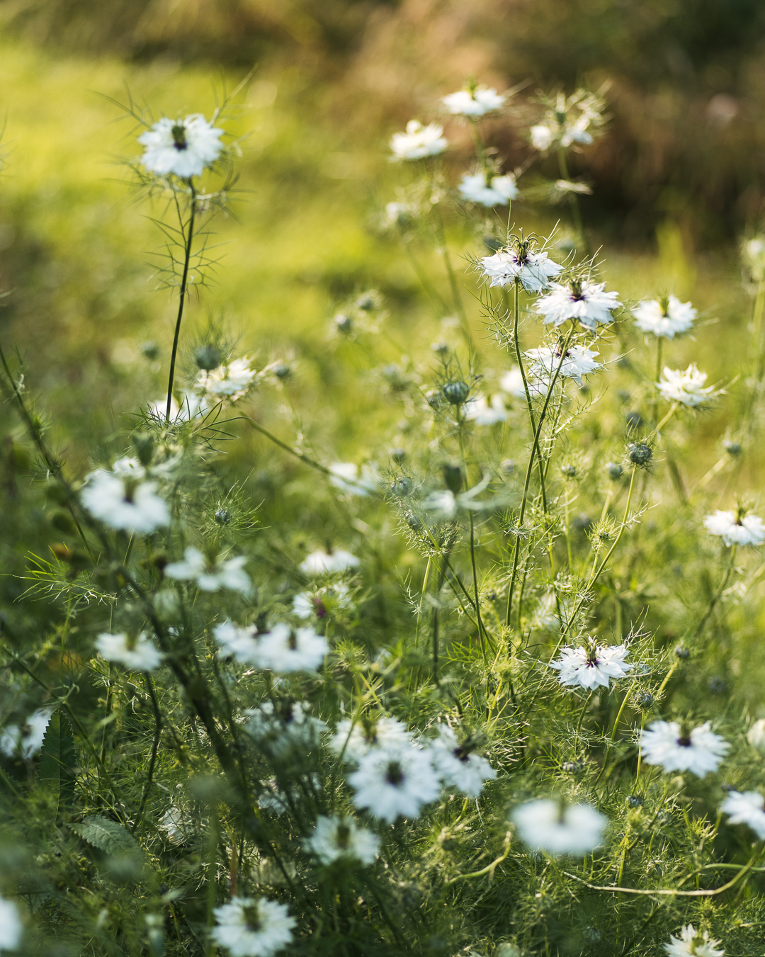 Gartenimpressionen mit Juni Abendlicht. Ich finde ja die Stimmung am Abend am schönsten. Wenn das Licht nochmal quer durch den ganzen Garten hindurch leuchtet und die Pflanzen so richtig in Szene setzt. 
.
#nachbarschaftsgarten #urbangardening #garten #gemeinschaftsgarten #zürichcity #seebach #urbanesgärtnern #städtischergarten #nachhaltigegärten #inmygardentoday #perennialgarden #imgarten #gartenfreude #naturnahergarten #naturgartenfreude #inmeinemgarten #naturalgarden #abendlicht #abendstimmung #gartenamabend #jungfernimgrünen #schwarzkümmel
