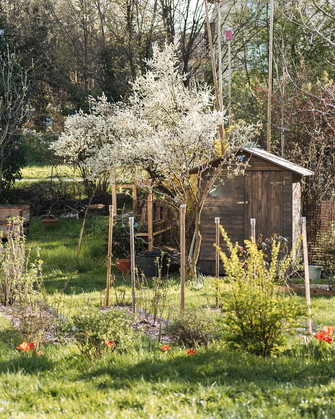Noch ein paar Gartenimpressionen aus der ersten Aprilwoche :)
.
#nachbarschaftsgarten #urbangardening #garten #gemeinschaftsgarten #zürichcity #seebach #urbanesgärtnern #städtischergarten #nachhaltigegärten #stadtgarten #gartenimpressionen #frühlingsgarten #aprilgarten #springgarden
