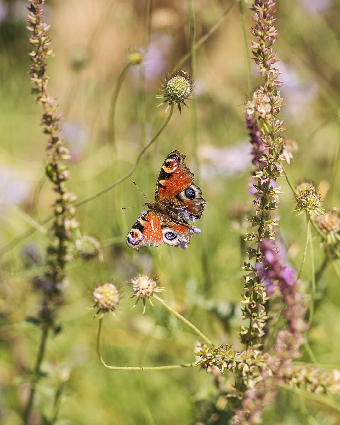 Tiere im Garten:
Die Funde von August.
Bild 1-2: Tagpfauenauge im mediterranen Garten
Bild 3-5: Wespenspinne. Tatsächlich haben wir an drei verschiebenden Stellen welche gefunden. Bisher hatten wir sie noch nie bei uns im Garten gesehen.
Bild 6-7: Landkärtchen. Auch ein Erstfund im Garten :) 
Bild 8: Es wimmelt nur so von Baby Erdkröten im Garten. Immer mal wieder müssen wir sie aus den Wegen in Sicherheit bringen. 
Bild 9: Laut App ein Nierenfleckzipfelfalter. Ebenfalls ein Erstfund :)
.
#nachbarschaftsgarten #urbangardening #garten #gemeinschaftsgarten #zürichcity #seebach #urbanesgärtnern #städtischergarten #nachhaltigegärten #tiereimgarten #stadtwildtiere #schmetterling #tagpfauenauge🦋 #tagpfauenauge