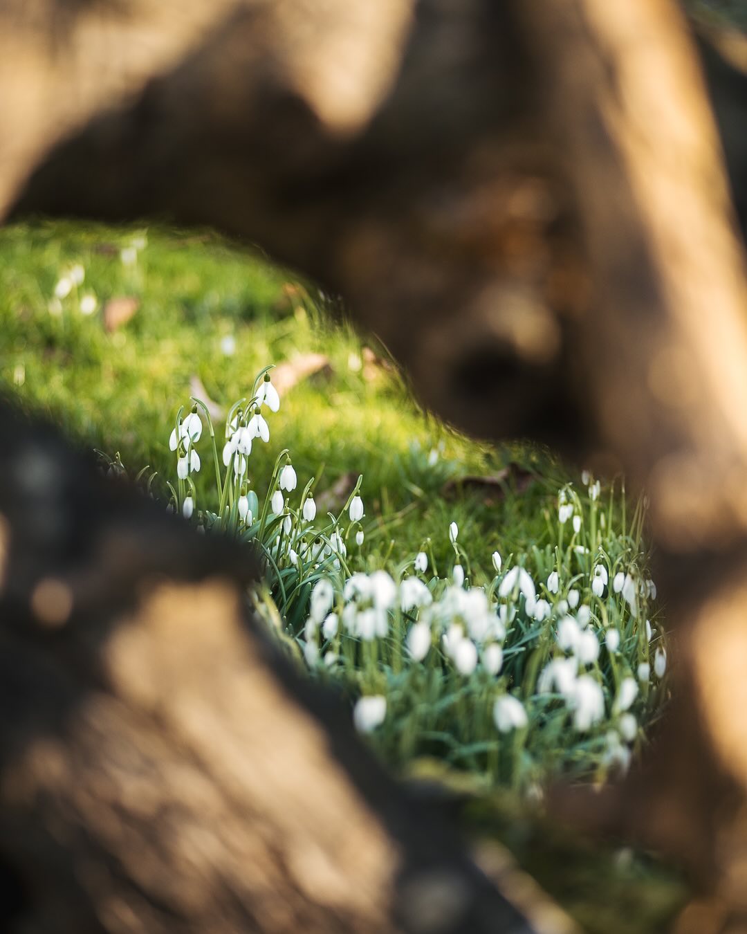 Heute war es über 10 Grad und die Sonne kam endlich mal wieder raus. Es bleibt jetzt warm bis nächste Woche. Der Garten wird explodieren :). Die Schneeglöckchen blühen nun endgültig. Zumindest der alte Bestand. Die neu gesetzten sind noch nicht ganz so weit. Sind wohl aber auch andere Sorten.
.
#nachbarschaftsgarten #urbangardening #garten #gemeinschaftsgarten #zürichcity #seebach #urbanesgärtnern #städtischergarten #nachhaltigegärten #galanthus #galanthusnivalis #snowdrop #snowdrops #schneeglöckchen #schneeglöckchenspam #schneeglöckchenliebe #zürichgarten #frühblüher
