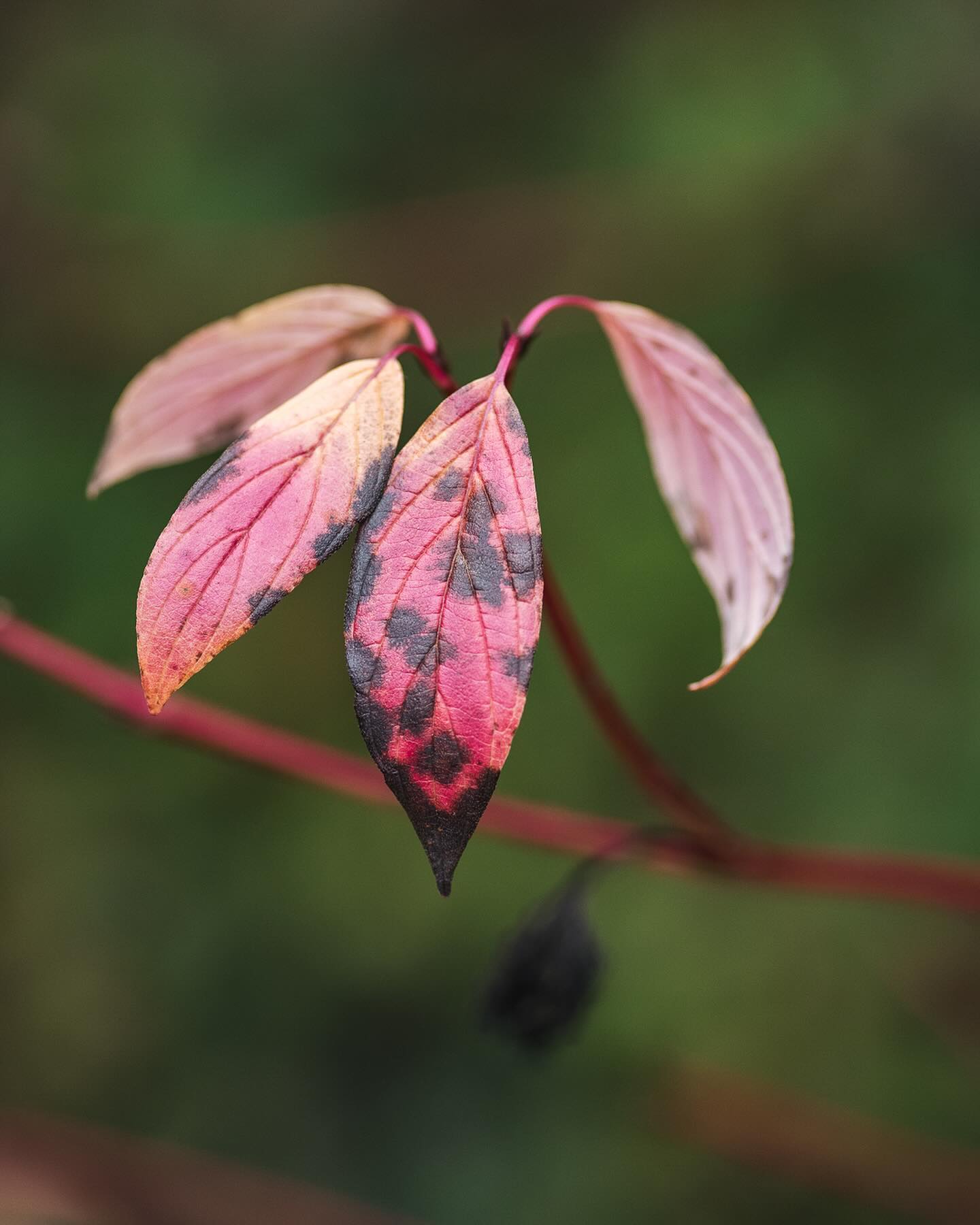 Herbstfarben im Garten :)
.
#nachbarschaftsgarten #urbangardening #garten #gemeinschaftsgarten #zürichcity #seebach #urbanesgärtnern #städtischergarten #nachhaltigegärten #stadtgarten #novembergarden #herbstgarten #herbstfarben
