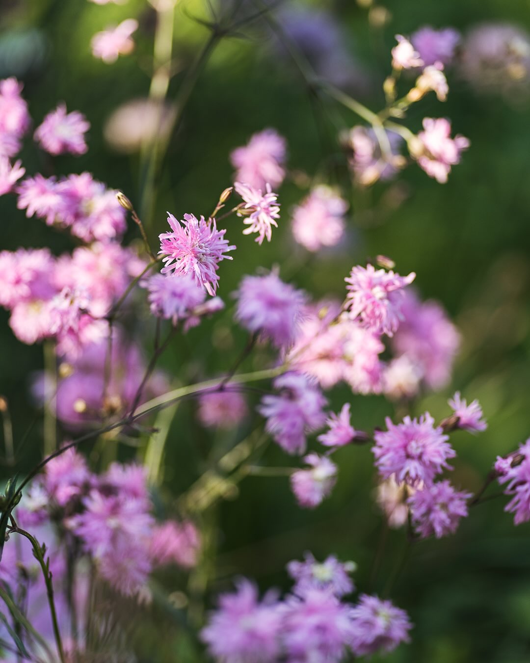 Blüten und Verblühtes aus dem Juli und Anfang August. 
.
#nachbarschaftsgarten #urbangardening #garten #gemeinschaftsgarten #zürichcity #seebach #urbanesgärtnern #städtischergarten #nachhaltigegärten #perennialgarden #imgarten #gartenfreude #blumengarten #blütenzauber #blütengarten
