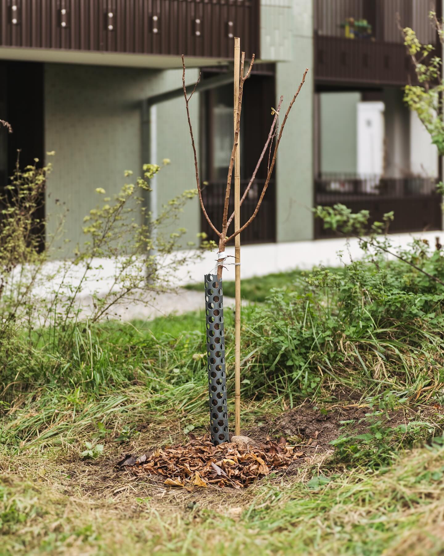 Ausserdem haben wir auch noch einen Aprikosenbaum gepflanzt! :)
.
Wir haben uns für die Sorte „Ungarisch Beste“ entschieden. Eine alte @prospecierara Sorte, welche gut winterhart und robust sein soll gegen Krankheiten. Mal schauen, wie er an dieser sonnigen Stelle gedeiht und ob er in 2-3 Jahren vielleicht schon Früchte trägt. 
.
Damit er gut gedeiht, haben wir auch noch ein Mäuse-Gitter-Kubus mit eingebaut, sodass die Wühlmäuse keine Chance haben, an die Kernwurrzeln zu kommen. 
.
#unbezahltewerbung bestellt haben wir Baum und Gitter bei @andermatt_biogarten_ 
.
#garten #gemeinschaftsgarten #zürichcity #seebach #urbanesgärtnern #städtischergarten #nachhaltigegärten #stadtgarten #baumpflanzen #aprikosenbaum