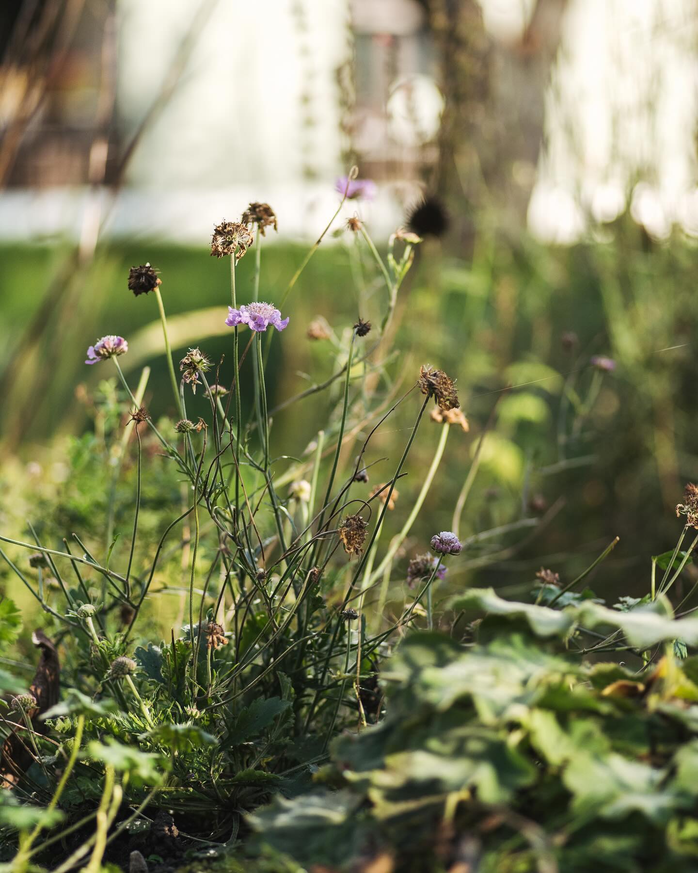 Und noch ein paar Impressionen aus dem Herbstgarten. So langsam kommt die Kälte. Es blüht immer noch allerlei im Garten. Und die Sonne ist auch mal wieder zu sehen.
.
#garten #gemeinschaftsgarten #zürichcity #seebach #urbanesgärtnern #städtischergarten #nachhaltigegärten #stadtgarten #herbstgarten #skabiose