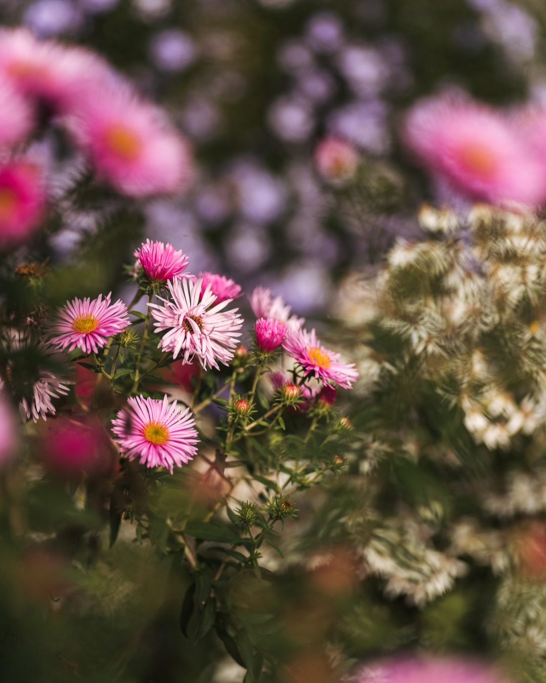 Wenn nicht mehr so viel farbig blüht, dann blühen die Astern, als gäbs kein Morgen mehr :)
.
#nachbarschaftsgarten #urbangardening #garten #gemeinschaftsgarten #zürichcity #seebach #urbanesgärtnern #städtischergarten #nachhaltigegärten #astern #blumengarten #septembergarten #esblühtsoschön