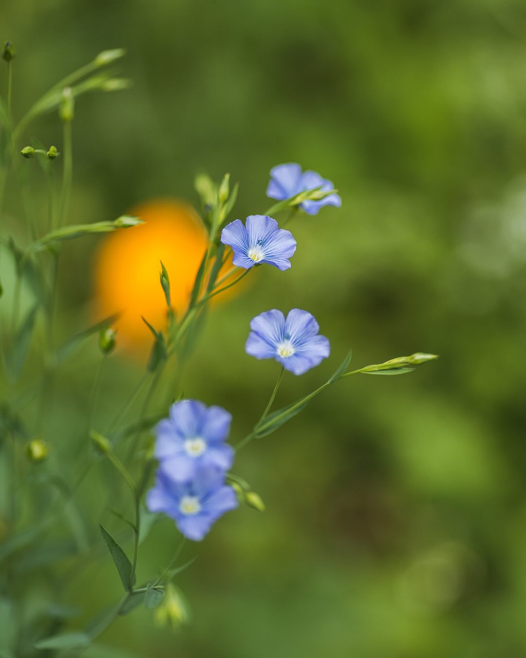 Blütenuptdate vom 22. Juni:
.
Bild 1: Blauer Lein in der Blumenwiese
Bild 2-3: Färberkamille im Kiesbeet
Bild 4-5: Kretische Zistrose im Mediterranen Garten
Bild 6: weisse Jungfer im Grünen im Hügelblumenbeet
Bild 7: Sonnenblume „Pro Cut White Lite“ im Schnittblumenbeet
Bild 8: Rapunzelglockenblume
Bild 9: Schwarze Königskerze
Bild 10-11: Schlafmohn in zwei Farbtönen
Bild 12: Saatmohn in Rosa
Bild 13: Alpenmannstreu
Bild 14: Sommerschleierkraut in der Blumenwiese
.
#nachbarschaftsgarten #urbangardening #garten #gemeinschaftsgarten #zürichcity #seebach #urbanesgärtnern #städtischergarten #nachhaltigegärten #inmygardentoday #imgarten #gartenfreude #naturnahergarten #inmeinemgarten #blütenupdate #blumengarten #lein #leinblüte