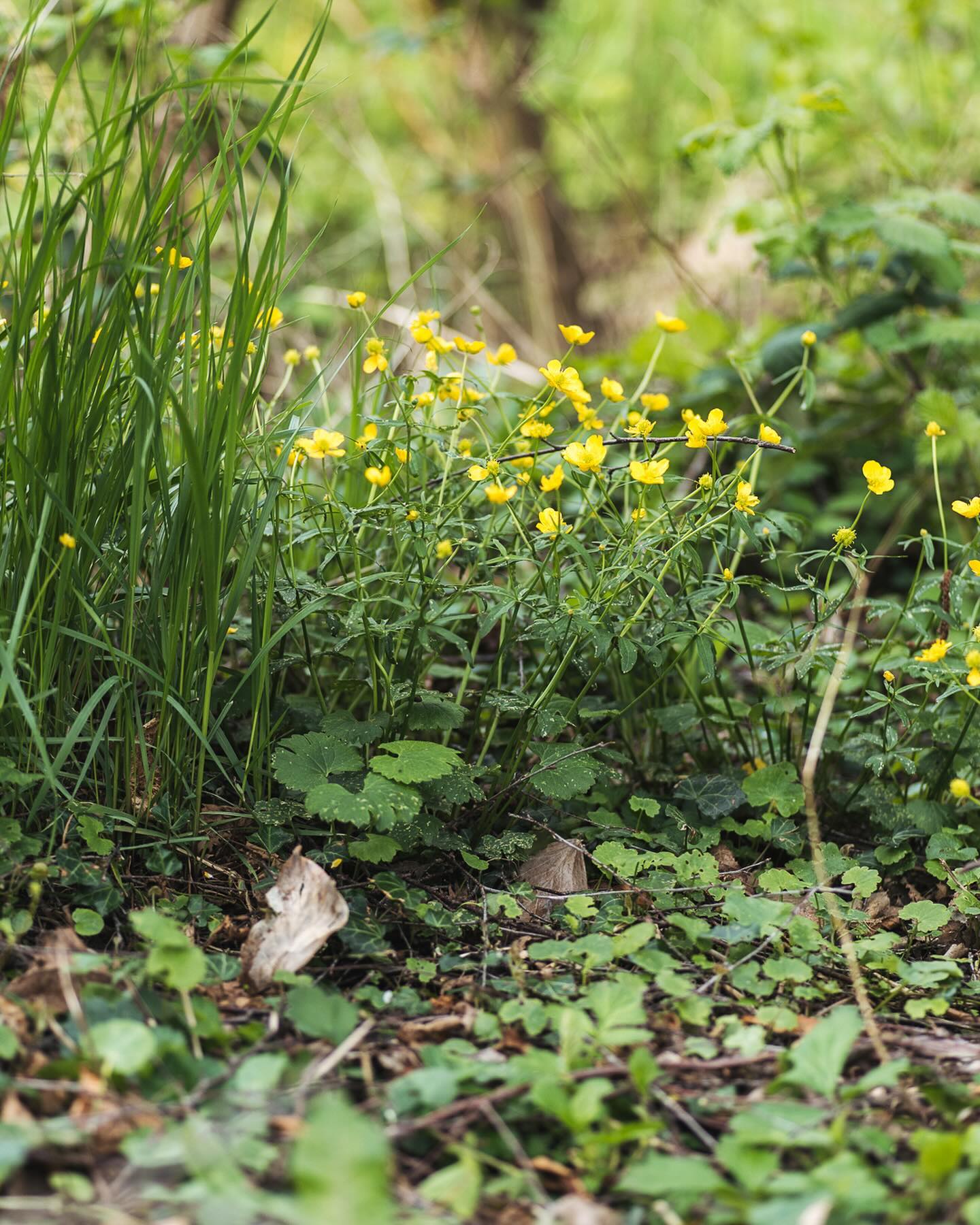 Gartenimpressionen aus der ersten Aprilwoche :)
.
Der Garten explodiert! Die Hasenglöckchen blühen zum Teil schon und auch das Schaumkraut blüht schon wunderhübsch. Der Mandelstrauch blüht nun so richtig kitschig… Heute erwarten wir den ersten Sommertag! Wahnsinn diese Temperaturen gerade. 
.
#garten #gemeinschaftsgarten #zürichcity #seebach #urbanesgärtnern #städtischergarten #nachhaltigegärten #stadtgarten #frühlingsgarten #aprilgarden #aprilgarten #waldgarten #gartenimpressionen