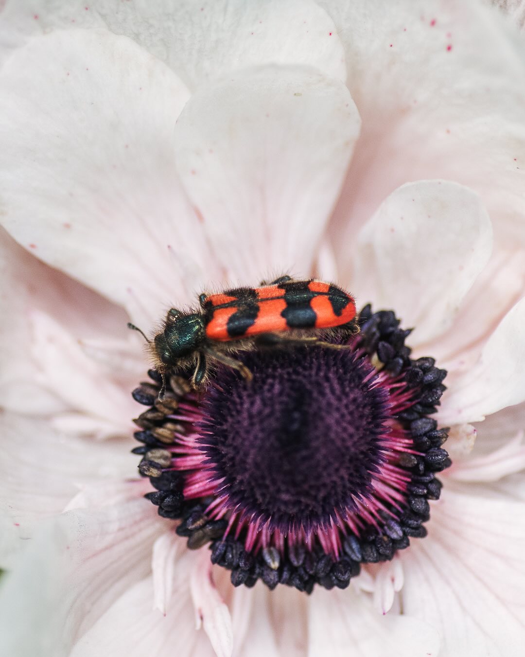 Insekten im Garten:
Die Funde von Anfang Juni.
.
Bild 1: Zottiger Bienenkäfer an der Anemone
Bild 2: Marienkäferlarve an Duftwicke
Bild 3: Wiesenschaumzikade 
Bild 4: Messingeule laut Iphone
Bild 5: Zweifleckiger Zipfelkäfer laut iPhone
Bild 6: Krabbenspinne versteckt sich in der Büschelblume und wartet auf Beute
Bild 7: Grüner Scheinbockkäfer laut iPhone

#nachbarschaftsgarten #urbangardening #garten #gemeinschaftsgarten #zürichcity #seebach #urbanesgärtnern #städtischergarten #nachhaltigegärten #imgarten #gartenfreude #naturnahergarten  #naturgartenfreude  #inmeinemgarten #heuteimgarten #naturalgarden #insektengarten #käfergarten #stadtinsekten #bienenkäfer #insektenfotografie