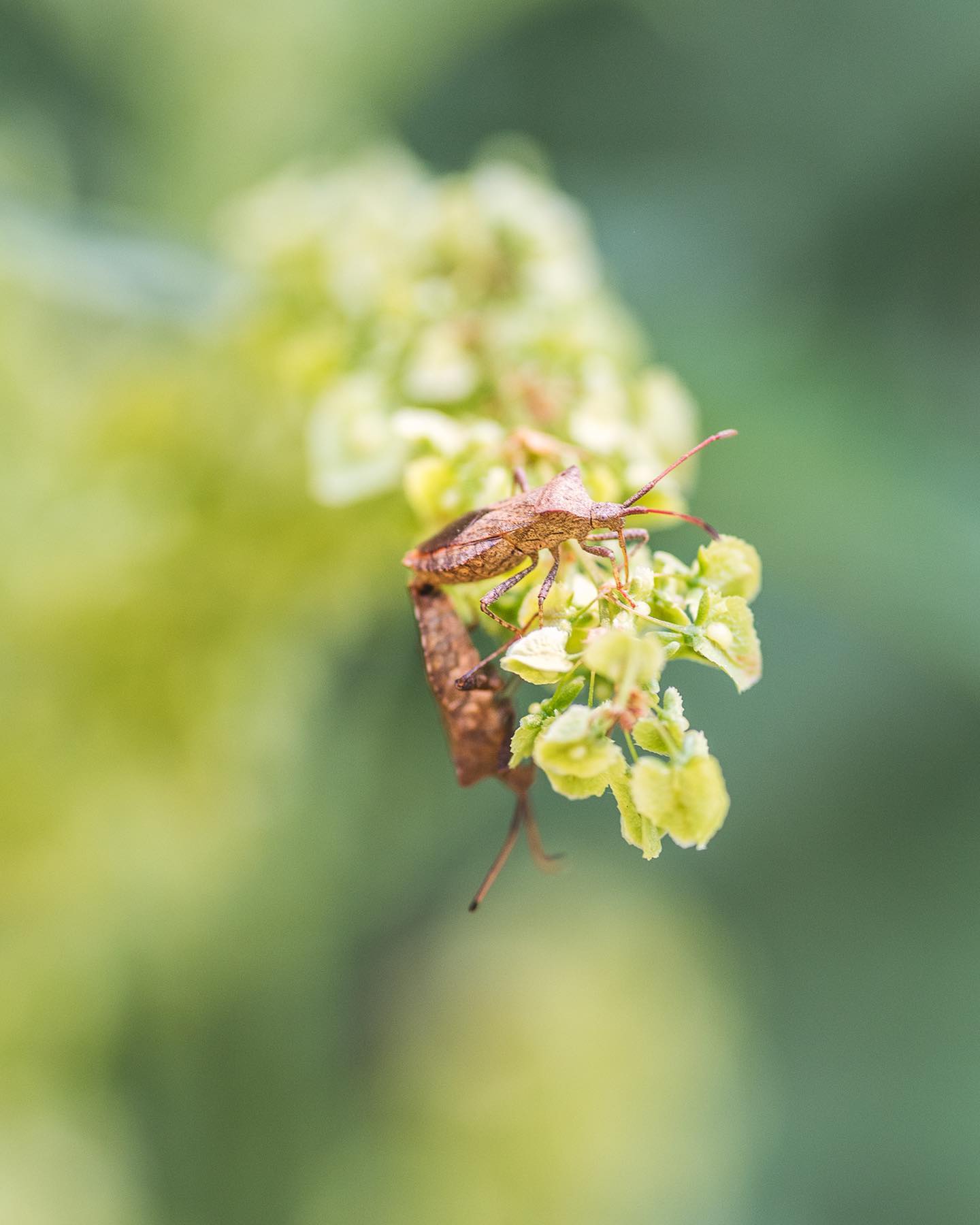 Diese Lederwanzen vergnügen sich gerade auf einer Ampferart im Garten. Die Pflanze scheint ihnen zu gefallen, es gibt mindestens 6 Paare auf einer einzigen Pflanze! 
.
#nachbarschaftsgarten #urbangardening #garten #gemeinschaftsgarten #zürichcity #seebach #urbanesgärtnern #städtischergarten #nachhaltigegärten #naturgarten #lederwanze #insekten #insektengarten #stadtwildtiere #biodiversität