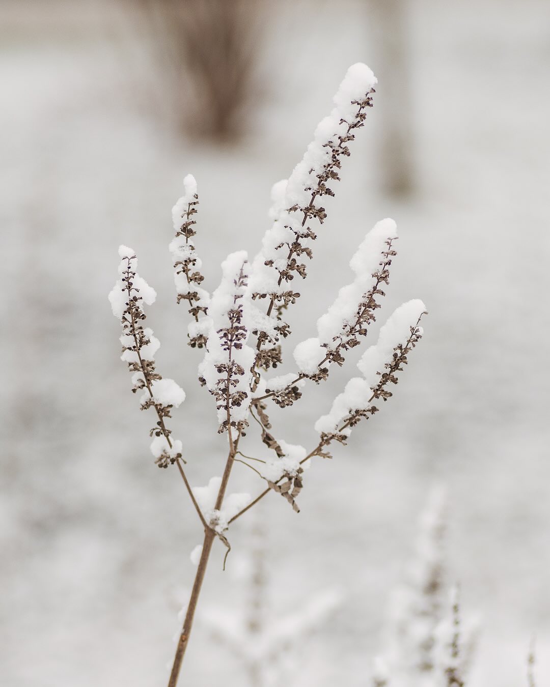 Und weil es so schön ist, noch ein paar fragile Pflanzen-Schnee Impressionen aus dem Garten. 
.
#nachbarschaftsgarten #urbangardening #garten #gemeinschaftsgarten #zürichcity #seebach #urbanesgärtnern #städtischergarten #nachhaltigegärten #schneegarten #snowgarden #snowygarden #februargarten #gartenimpressionen
