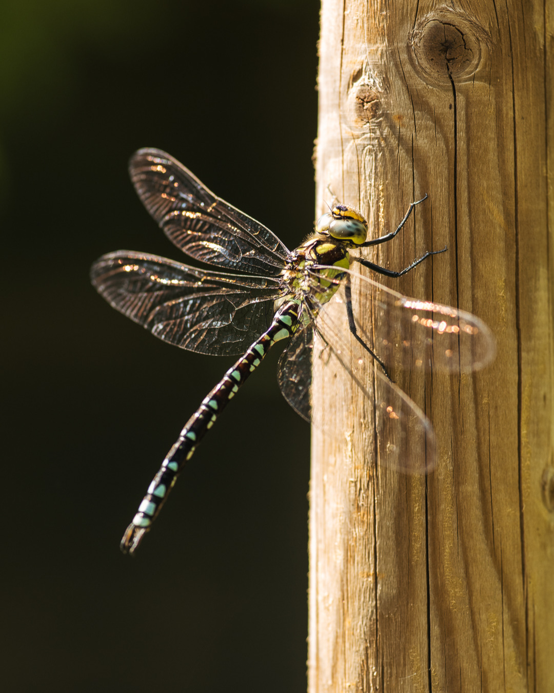 Libellen im Garten:
Bild 1-3: Wahrscheinlich Blaugrüne Mosaikjungfern. In Bild 3 perfekt getarnt :)
Bild 4: Wahrscheinlich eine Grosse Heidelibelle
.
#nachbarschaftsgarten #urbangardening #garten #gemeinschaftsgarten #zürichcity #seebach #urbanesgärtnern #städtischergarten #nachhaltigegärten #libelle #libellengarten #insektengarten #stadtgarten #mosaikjungfer