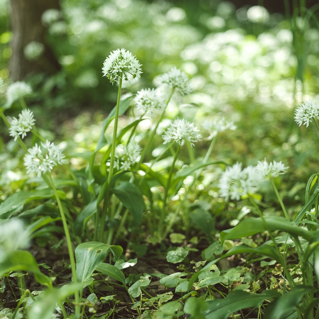 Gestern war der Sommer zurück. Die Skabiosen, die wir letztes Jahr gesetzt haben, blühen dieses Jahr wunderschön. Welch ein Unterschied zum ersten Jahr. Der Bärlauch steht in voller Blüte und auch der Niederliegender Ehrenpreis blüht nun wunderschön beim Steinhaufen. Aber es ist hauptsächlich sehr grün geworden! Nächste Woche kommen endlich die ersten Gemüsesetzlinge raus.
.
#garten #gemeinschaftsgarten #zürichcity #seebach #urbanesgärtnern #städtischergarten #nachhaltigegärten #stadtgarten #hasselbladcfv50c #gartenimpressionen #maigarten #bärlauch #bärlauchblüten