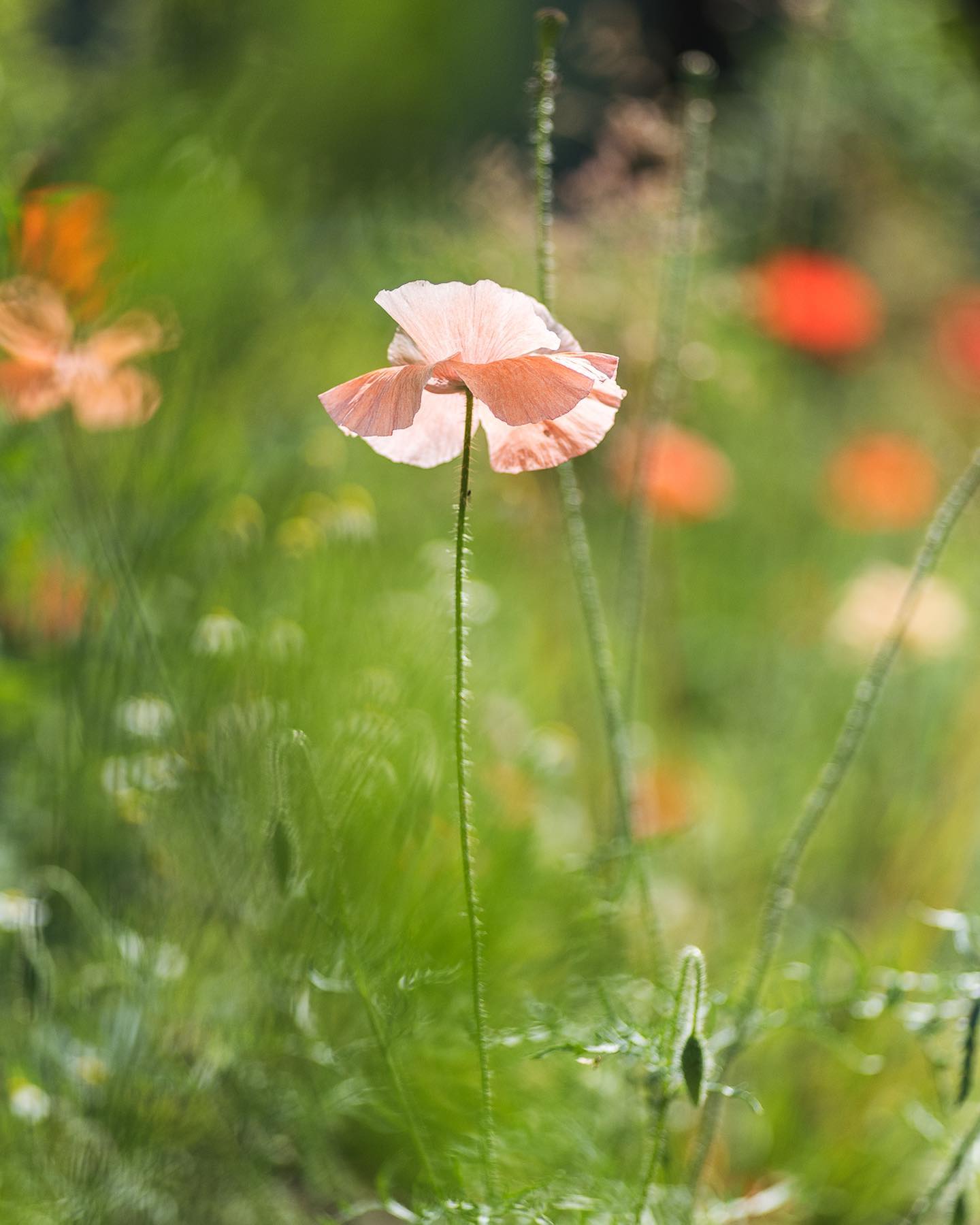 Zurück zum Mohn… roter Klatschmohn ist toll, klar. Aber rosa Mohn ist einfach unglaublich zauberhaft! Und wir haben das Glück eine grosse Pflanze davon zu haben :) Ist er nicht wunderschön? Ich hoffe, er versamt sich gut und es gibt nächstes Jahr dann wieder welchen, aber das ist ja immer ein bisschen Zufall…
.
#nachbarschaftsgarten #urbangardening #garten #gemeinschaftsgarten #zürichcity #seebach #urbanesgärtnern #städtischergarten #nachhaltigegärten #naturgarten #mohngarten #mohn #mohnblume #mohnblüte #rosamohn #poppy #poppyflower #pinkpoppy