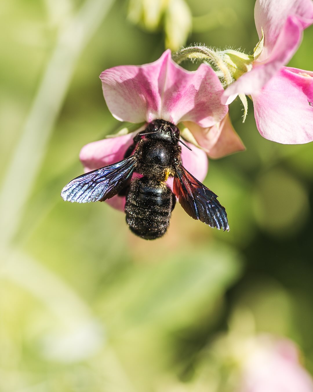 Wildbienen/Hummeln im Garten:
Die Funde von Juni bis August.
.
Bild 1-3: Blauschwarze Holzbiene - Wir sehen sie nun viel häufiger im Garten :) Sie liebt die Duftwicken, den Mohn, die Kugeldistel, den Mönchspfeffer
Auf Bild drei sieht man, wie gross sie im Verhältnis zur kleinen Furchenbiene ist!
Bild 4-7: wohl alles Furchenbienen, Bild 6-7 wohl eine Gelbbindige Furchenbiene
Bild 8-9: Ackerhummel
.
#nachbarschaftsgarten #urbangardening #garten #gemeinschaftsgarten #zürichcity #seebach #urbanesgärtnern #städtischergarten #nachhaltigegärten #wildbienen #wildbees #holzbiene #bienengarten