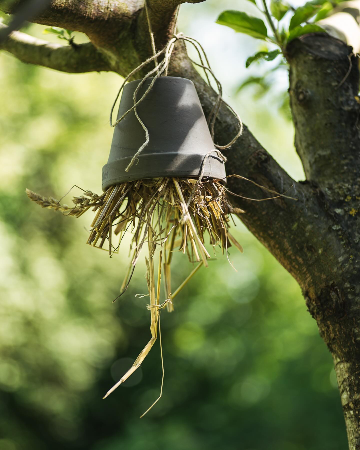 Gestern hatten wir wieder Gartentag. Wie immer wurde viel gearbeitet und natürlich auch lecker gegessen. Diesmal haben wir unter anderem auch Ohrwurm-Hotels gebaut und in die Bäume gehängt. Ausserdem noch ein paar Impressionen aus dem Gemüse und Beerengarten. Die Zuchetti hat die erste Blüte geöffnet und die Himbeeren werden nun auch nach und nach reif. Ausserdem sind die ersten rosa Johannisbeeren reif :)
.
#garten #gemeinschaftsgarten #zürichcity #seebach #urbanesgärtnern #städtischergarten #nachhaltigegärten #stadtgarten #gartentag #naturgarten #ohrwurmhäuschen #ohrwurmhotel