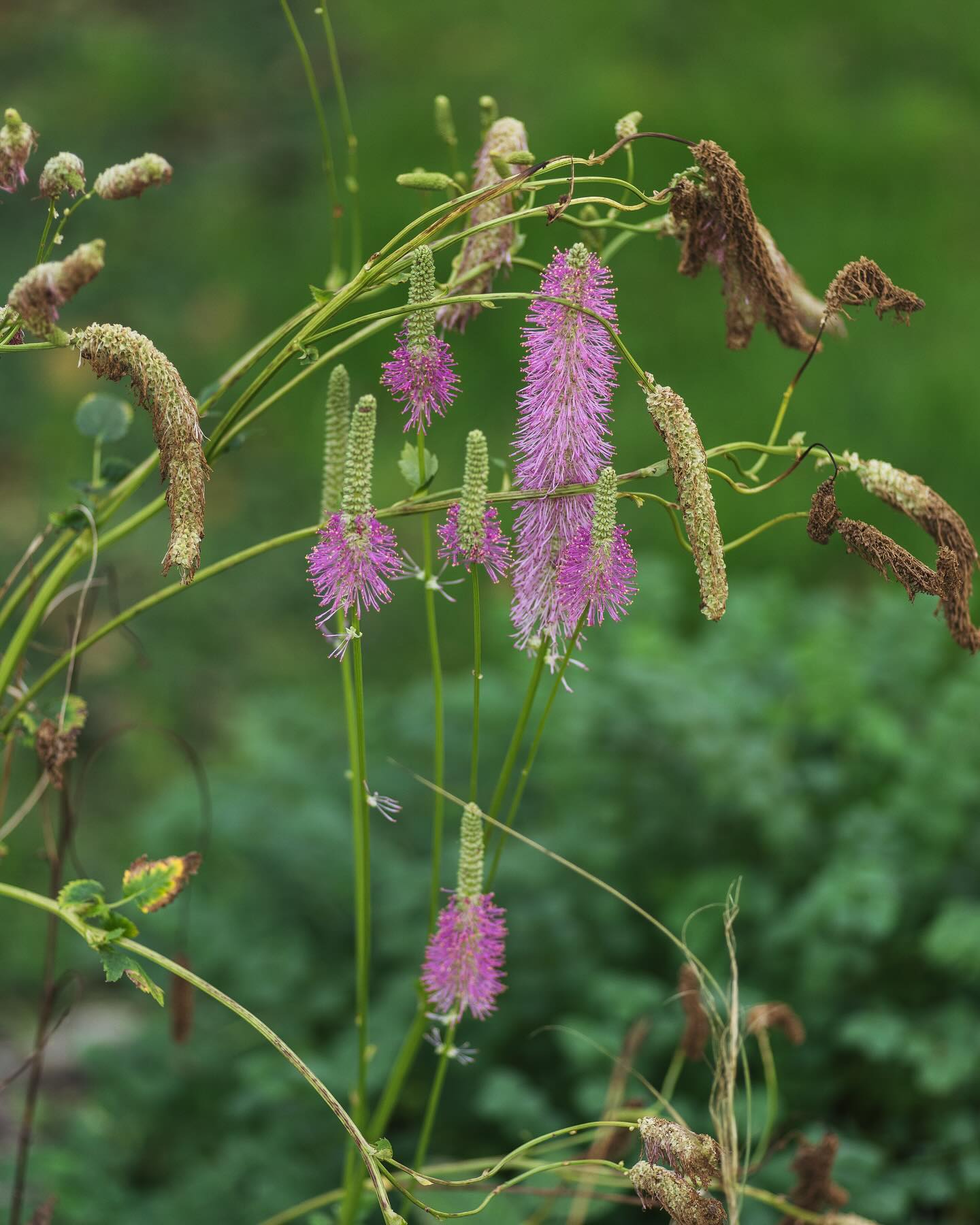 Blütenuptdate vom 05. November:
.
Bild 1: der Wiesenkopf blüht immer noch wie verrückt!
Bild 2: das Leinkraut ist von alleine ins Hügelblumenbeet gekommen.
Bild 3-4: die gelbe Skabiose ist auch ein Dauerblüher. 
Bild 5: auch die Jungfer im Grünen blühen immer noch, es war eine Spätaussaat
Bild 6: Bergminze
Bild 7: Wegwarte
Bild 8: Samtskabiose
Bild 9: der Kaukasus Gamander blüht seit einer Ewigkeit!
Bild 10: und sogar die ersten Christrosenblüten kommen schon.
.
#garten #gemeinschaftsgarten #zürichcity #seebach #urbanesgärtnern #städtischergarten #nachhaltigegärten #stadtgarten #stadtflora #novembergarden #novembergarten #blütenimherbst #herbstgarten