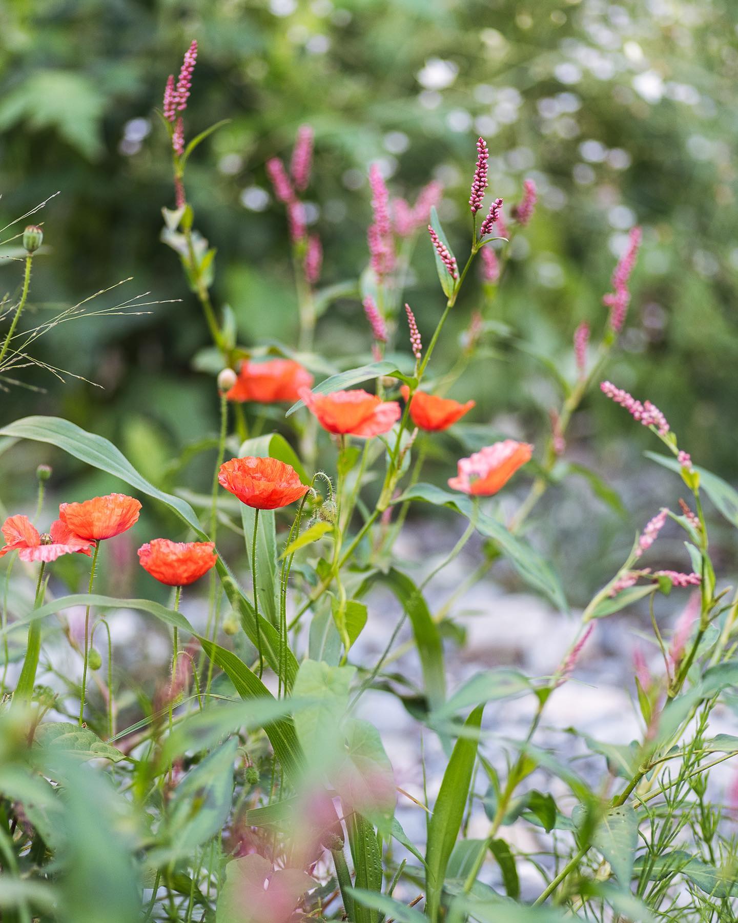 Und noch ein paar Blumenimpressionen aus dem Garten :)
.
#nachbarschaftsgarten #urbangardening #garten #gemeinschaftsgarten #zürichcity #seebach #urbanesgärtnern #städtischergarten #nachhaltigegärten
#stadtgarten #poppy #mohnblume #blumengarten #augustgarden #sommergarten #gartenimpressionen