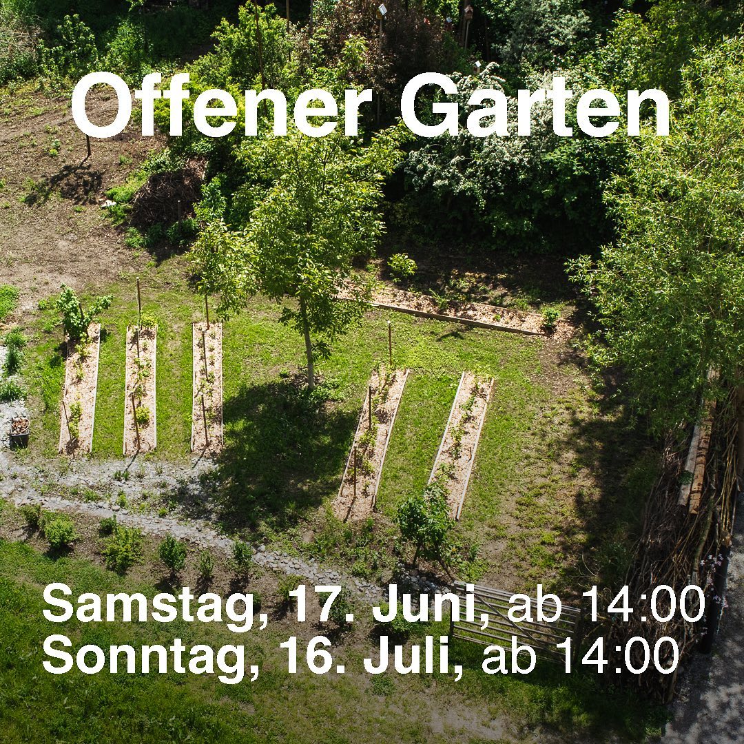 Am Samstag 17.Juni und Sonntag 16.Juli gibt es bei uns einen Offenen Garten! Kommt vorbei und schaut, was wir in einem Jahr aus dem Brombeergestrüpp am Katzenbach gemacht haben. 
.
Wir machen Rundgänge, informieren über den Verein und beantworten gerne alle Fragen rund um den Garten. 
.
Selbstverständlich gibt es auch Erfrischungen. 
.
Ihr findet uns in Zürich Seebach (Endstation 14er Tram) am Katzenbach hinter der Ettenfeldstrasse. Beim früheren Restaurant Post links den Weg hinein.
.
#nachbarschaftsgarten #urbangardening #garten #gemeinschaftsgarten #zürichcity #seebach #urbanesgärtnern #städtischergarten #nachhaltigegärten 
#offenergarten #offenegärten #naturgarten #stadtnatur