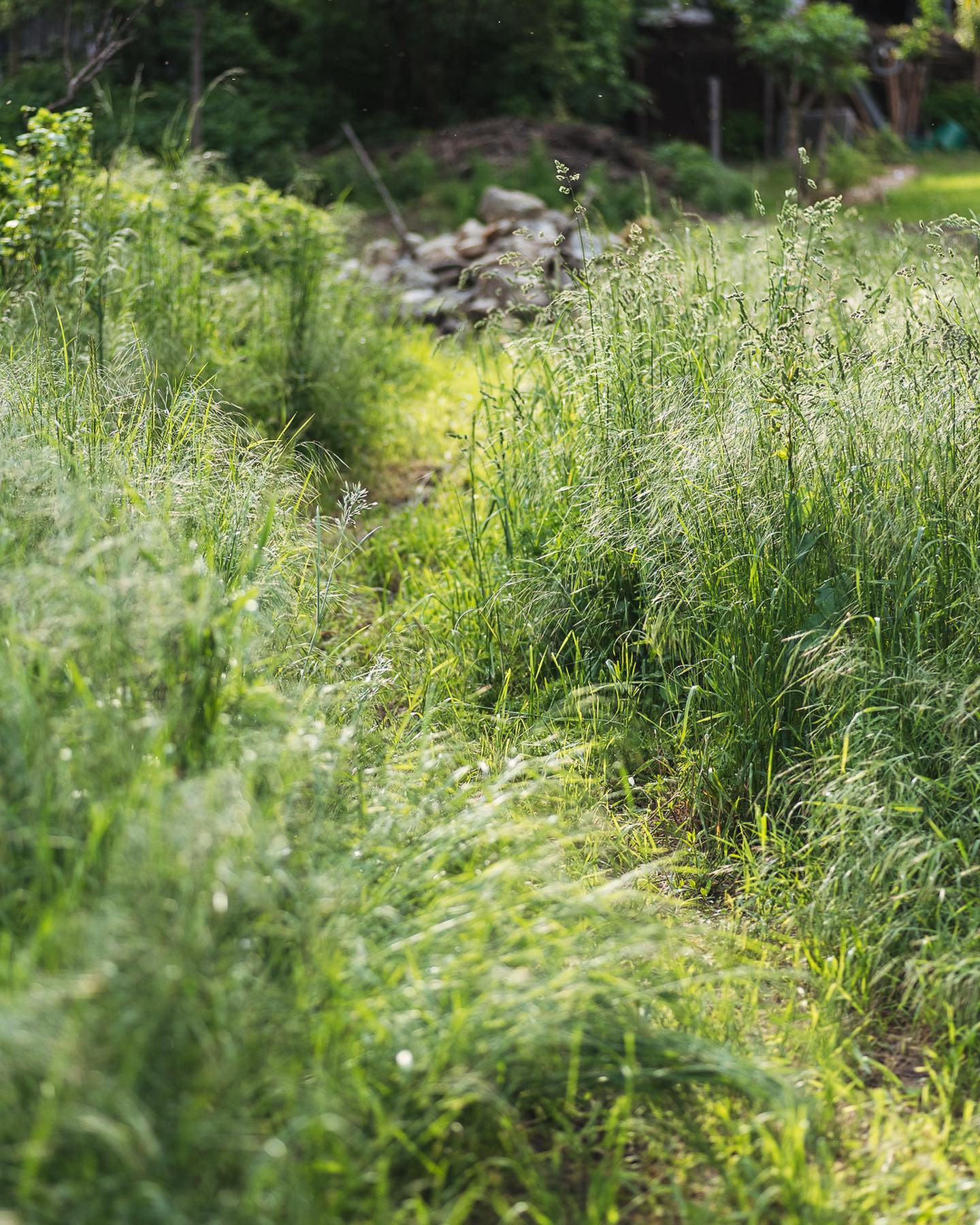 Wir haben uns mit der neuen Sense einen Weg durch die hohe Wiese gebahnt und die Bäume etwas frei gelegt. Nun kann man sie wieder gut erreichen. Die Wege durch die Wiese sehen schon ganz schön toll aus :)
.
#nachbarschaftsgarten #urbangardening #garten #gemeinschaftsgarten #zürichcity #seebach #urbanesgärtnern #städtischergarten #nachhaltigegärten #sensen #sensenmähen #wiese #gräser