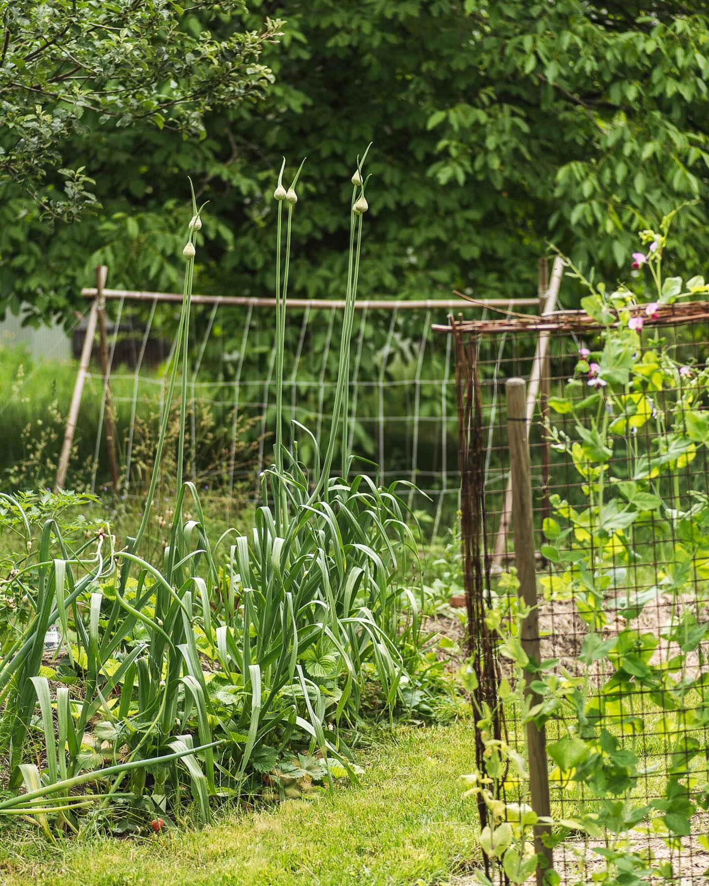 Noch ein paar Gartenimpressionen. Das Wetter bleibt wechselhaft und so richtig Sommer ist es ja definitiv noch nicht. Trotzdem blüht immer mehr. Der riesige Knoblauch blüht zwar noch nicht ganz aber sieht doch ziemlich beeindruckend aus! Das Hohe Fingerkraut blüht nun wunderschön (Bild 2) und die Färberkamille (Bild 3) beginnt nun auch so langsam, genauso wie das Gingsterleinkraut (Bild 4). Der rote Mohn blüht auch endlich, wobei dieses Jahr leider nicht so viel. Das Wildstaudenbeet ist wohl schon zu dicht bewachsen dafür. Die rosa Skabiosen blühen immer noch und die Wiesenflockenblumen beginnen nun auch so richtig.
#garten #gemeinschaftsgarten #zürichcity #seebach #urbanesgärtnern #städtischergarten #nachhaltigegärten #stadtgarten #wildstauden #knoblauch