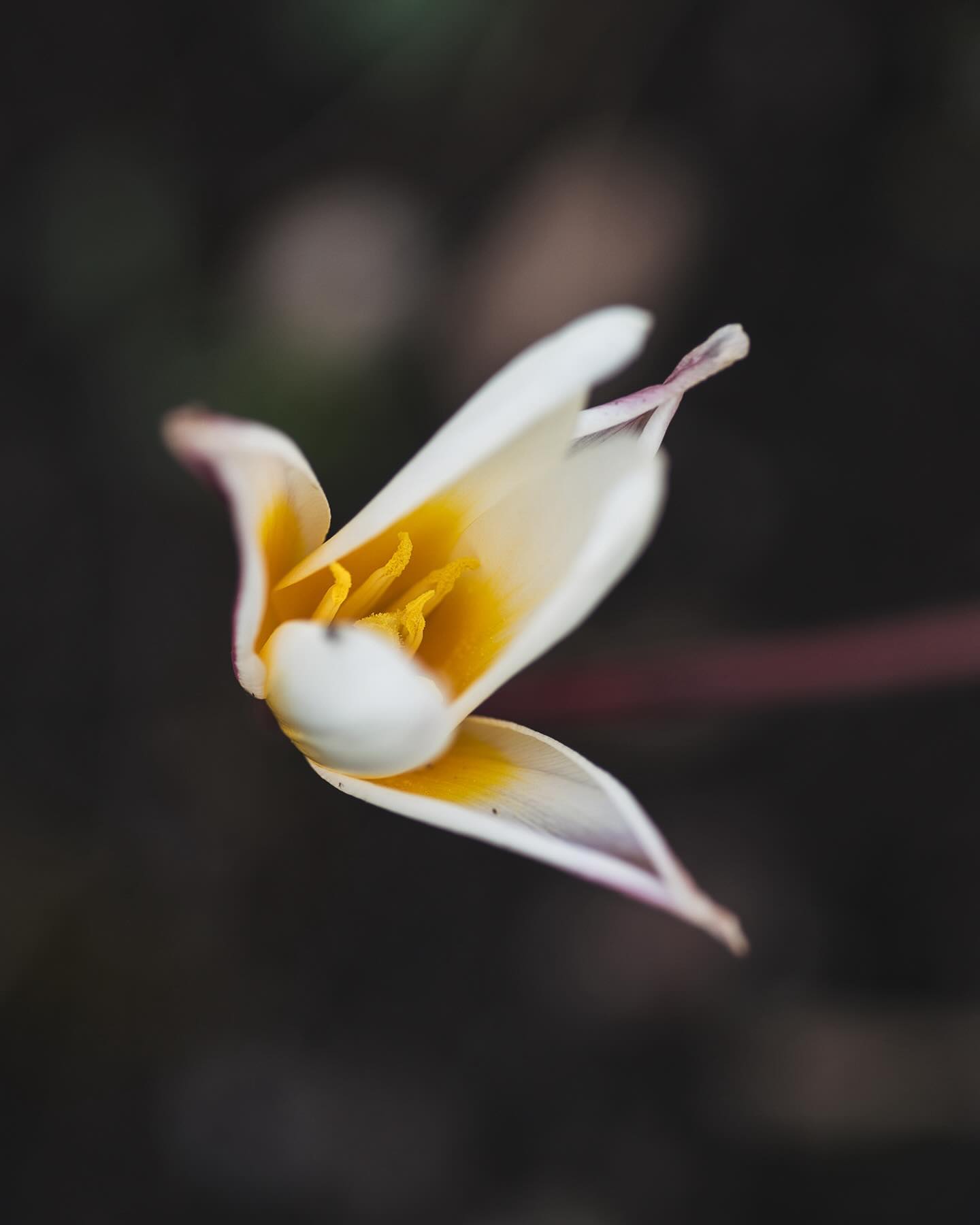 Die Seerosentulpen Tulipa kaufmanniana ‚Ice Stick‘ waren, die ersten Wildtulpen die geblüht haben im März. Die Blüten waren besonders faszinierend schön :) Sie wachsen hoch und brauchen ziemlich lange, bis sie sich dann öffnen. Dieses Jahr waren sie noch etwas vereinzelt. Im Herbst werden wohl noch weitere Zwiebeln davon in den Boden wandern. Einziger Nachtteil, die Schnecken mögen sie auch gerne…
.
#garten #gemeinschaftsgarten #zürichcity #seebach #urbanesgärtnern #städtischergarten #nachhaltigegärten #tulpen #tulip #wildtulpen #tulipakaufmanniana #seerosentulpe #tuliptuesday