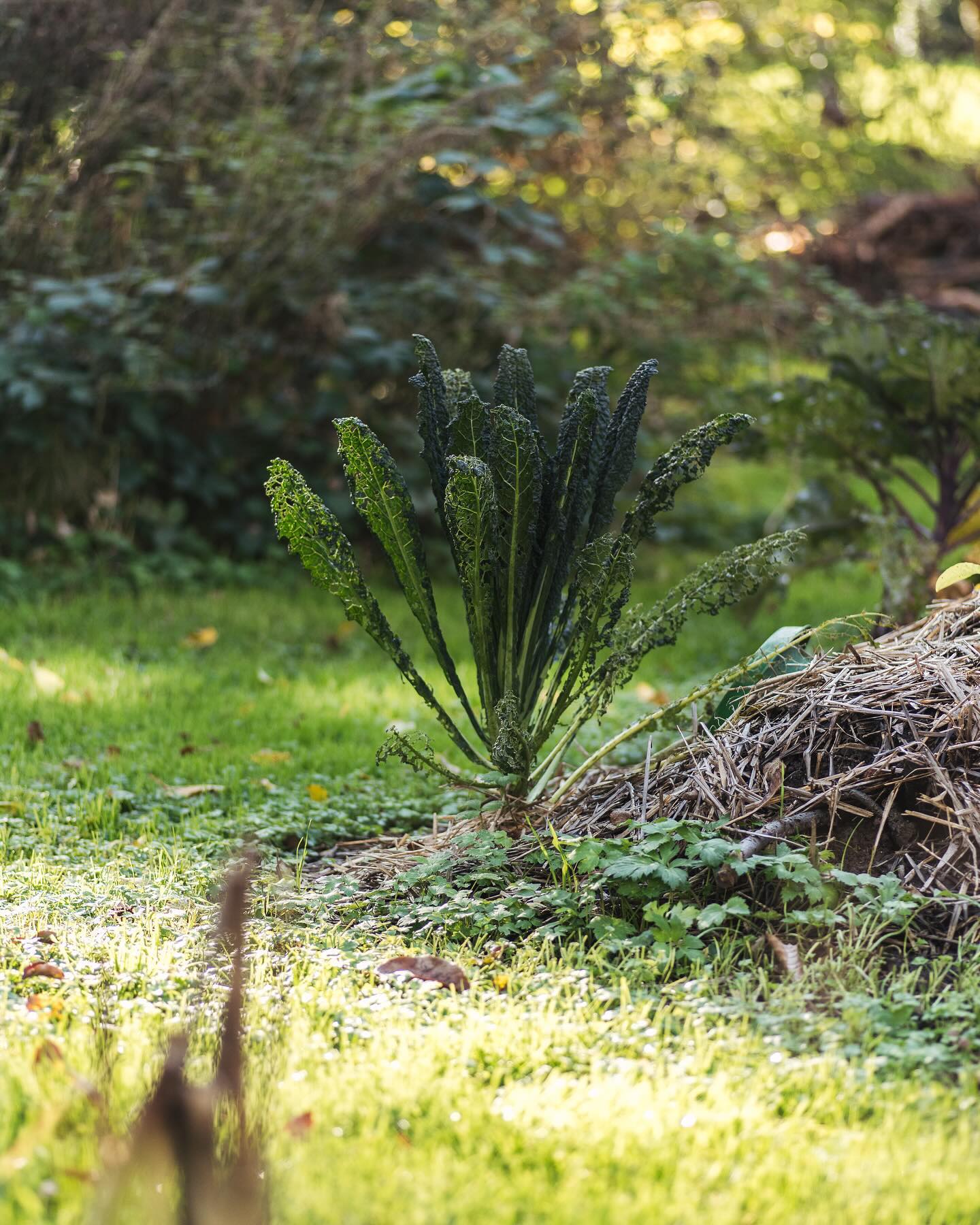 Herbst im Gemüsegarten. Der Palmkohl sieht prächtig aus :). Ein grosser Kürbis ist auch noch dran, ausserdem kommt der Wirsing noch und die Süsskartoffeln sehen auch richtig dick aus! Auch der Rosenkohl ist erntereif.
.
#garten #gemeinschaftsgarten #zürichcity #seebach #urbanesgärtnern #städtischergarten #nachhaltigegärten #stadtgarten #gemüsegarten #herbstgarten #palmkohl