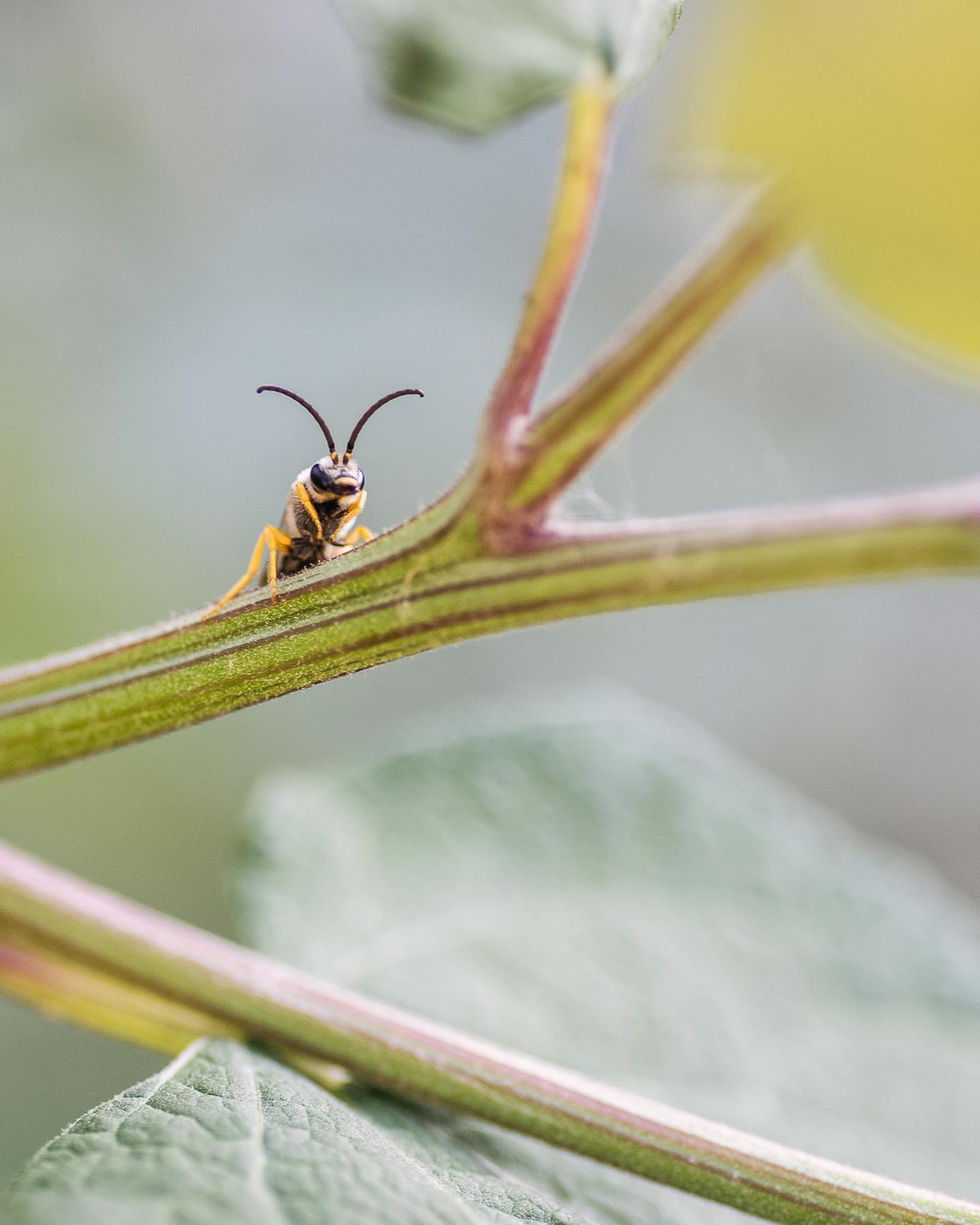 Der Garten ist im Moment ein wahrer Insektenmagnet. Insbesondere die grauen Kratzdisteln und die Mannstreu ziehen gerade zahlreiche Bienen-, Schwebfliegen- und Wespenarten, sowie Schmetterlinge magisch an. 
.
#nachbarschaftsgarten #urbangardening #garten #gemeinschaftsgarten #zürichcity #seebach #urbanesgärtnern #städtischergarten #nachhaltigegärten #naturgarten #distel #mannstreu #insektengarten #wildbienen #schmetterling #stadtwildtiere