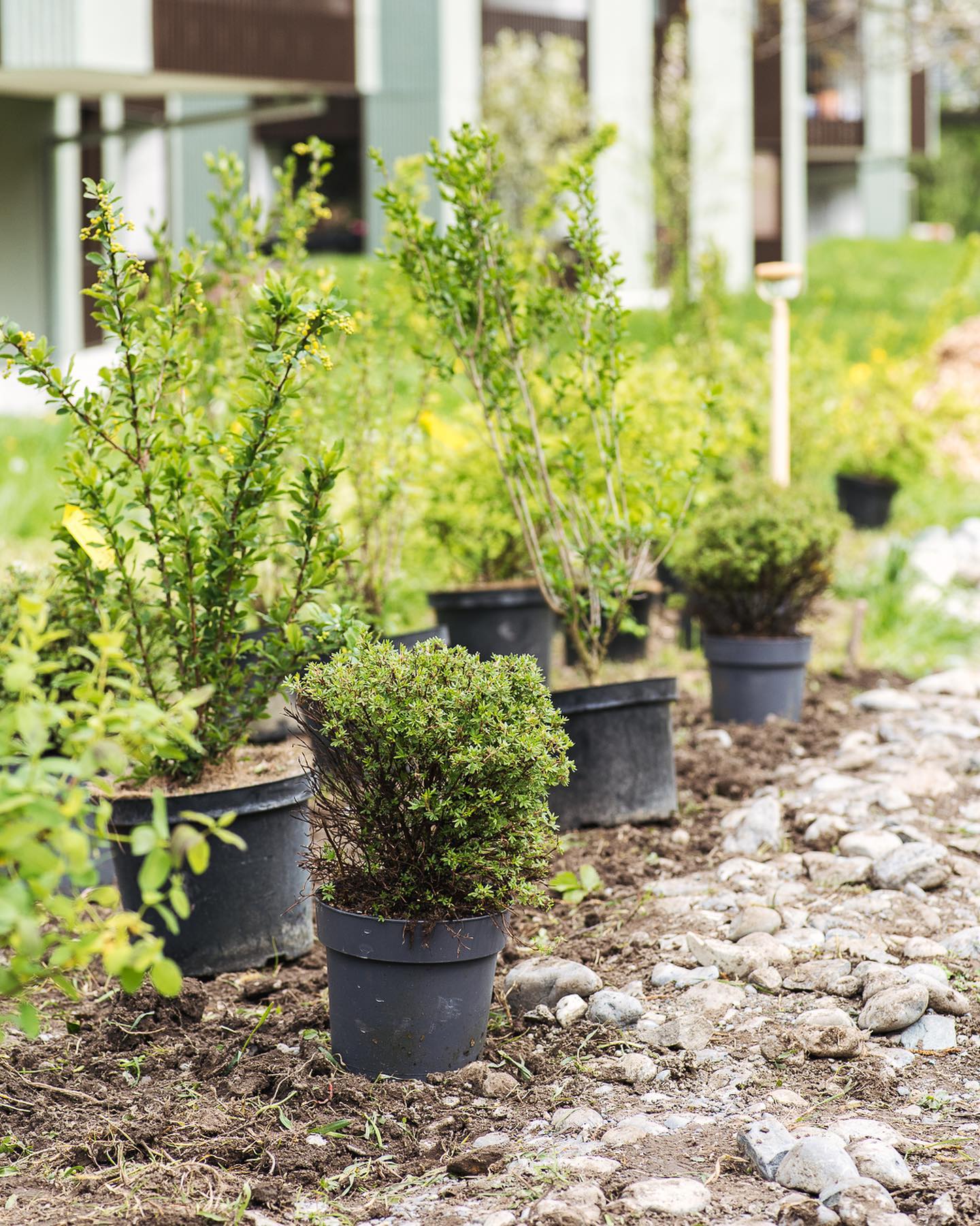 Zum Abschluss des ersten Bereiches des Nachbarschaftsgartens haben wir eine Wildhecke mit einheimischen Wildsträuchern gepflanzt. 
.
Der Beerengarten wird so etwas eingerahmt und geschützt und die Vögel, Bienen und andere Insekten werden sich daran bestimmt auch erfreuen! 
.
Gepflanzt haben wir:
- Gemeiner Liguster
- Blaue Heckenkirsche
- Berberitzen
- Spierstrauch
- Felsenbirne
- Goldfinger Strauch
.
Herzlichen Dank an @hauenstein_gc_zuerich für die weiterhin tolle Unterstützung! 
.
#nachbarschaftsgarten #urbangardening #garten #gemeinschaftsgarten #zürichcity #seebach #urbanesgärtnern #städtischergarten #nachhaltigegärten