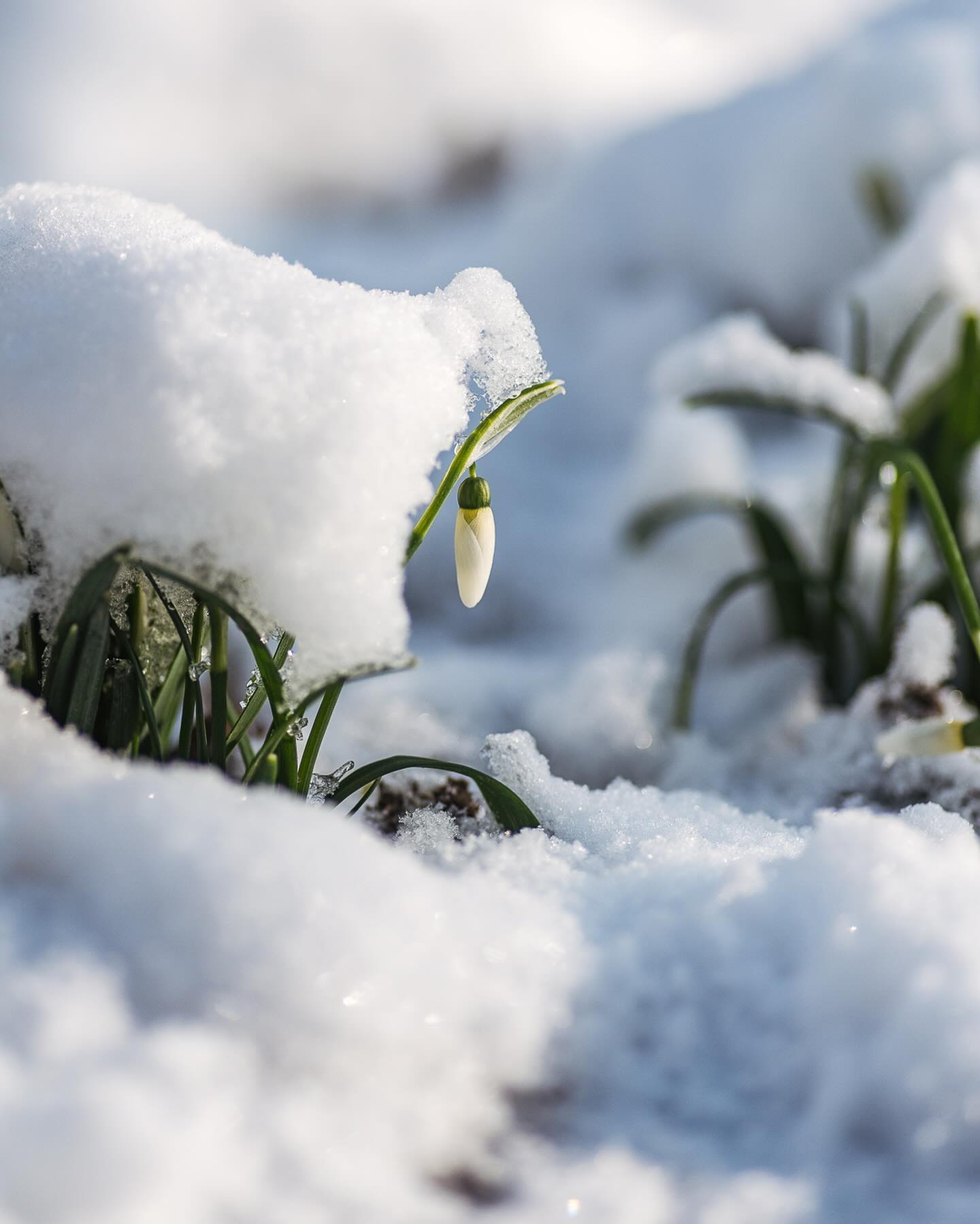Die Schneeglöckchen machen ihrem Namen gerade alle Ehre :)
.
#nachbarschaftsgarten #urbangardening #garten #gemeinschaftsgarten #zürichcity #seebach #urbanesgärtnern #städtischergarten #nachhaltigegärten #schneeglöckchen #schneeglöckchenliebe #galanthus #snowdrop #snowdrops
