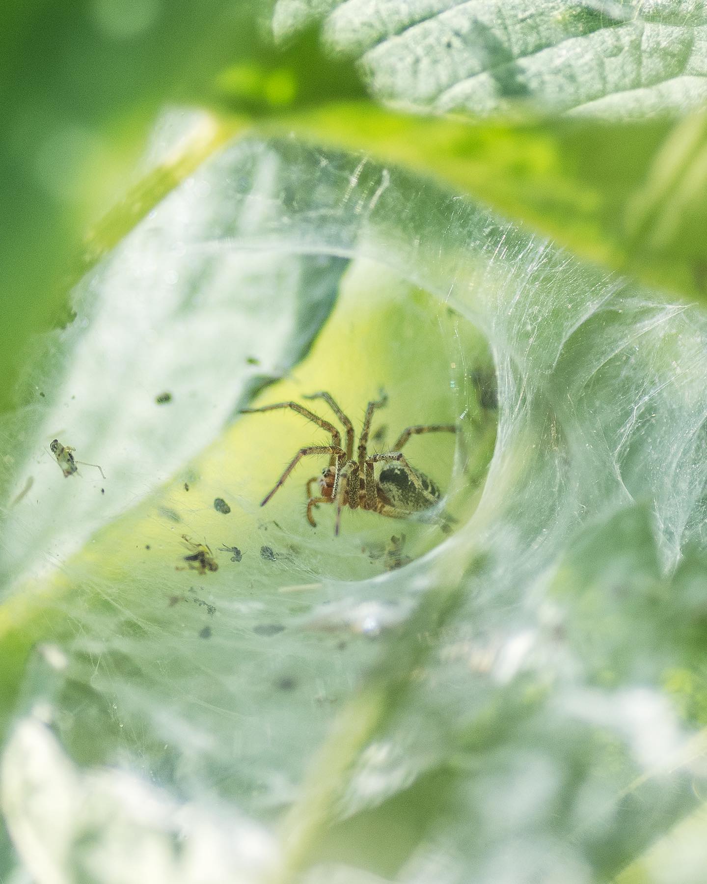 In der letzten Woche habe ich so einige Insekten im Garten gefunden. Die Spinne in Bild 1 hat es sich in den Brennesseln gemütlich gemacht und lauert da auf Beute. 
.
Bestimmen kann ich sie nicht alle…
.
#nachbarschaftsgarten #urbangardening #garten #gemeinschaftsgarten #zürichcity #seebach #urbanesgärtnern #städtischergarten #nachhaltigegärten #naturgarten #biodiversity #biodiversität #stadtwildtiere #stadtnatur #stadtnaturzürich #insekten #makrofotografie #insektenwelt #spinnen