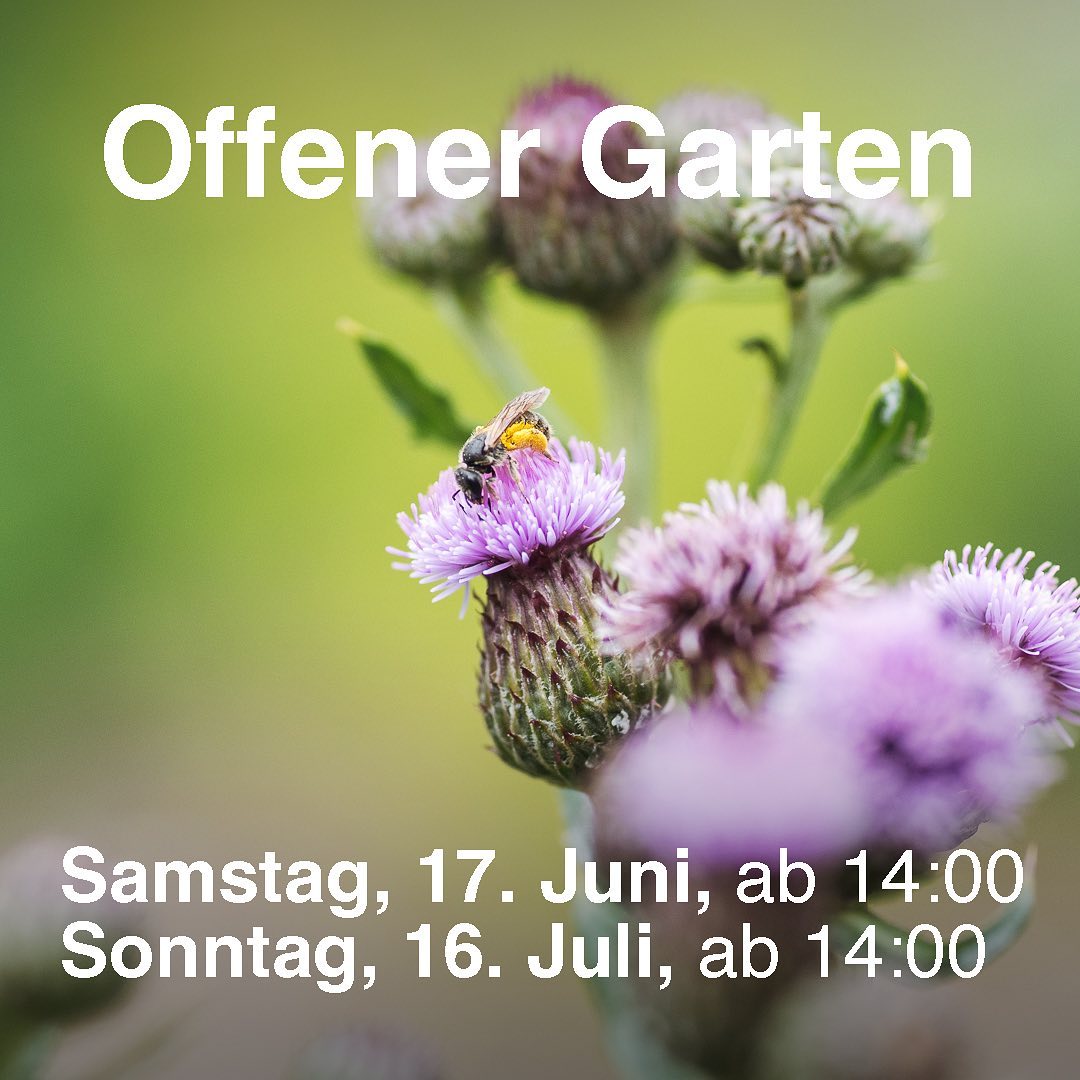 Morgen ist es so weit! Offener Garten bei uns in Zürich Seebach. (Weganleitung siehe zweites Bild). 
.
Ab 14 Uhr sind wir vor Ort und führen euch durch den Garten, beantworten Fragen und zeigen euch, welche Pläne wir für den Garten haben.
.
Alle sind herzlich willkommen :)
.
Wir suchen übrigens auch noch neue Mitglieder für den Verein, die aktiv bei uns mitmachen und gestalten wollen. 
.
#nachbarschaftsgarten #urbangardening #garten #gemeinschaftsgarten #zürichcity #seebach #urbanesgärtnern #städtischergarten #nachhaltigegärten 
#offenergarten #opengarden #naturgarten #communitygarden #neighborhoodgarden