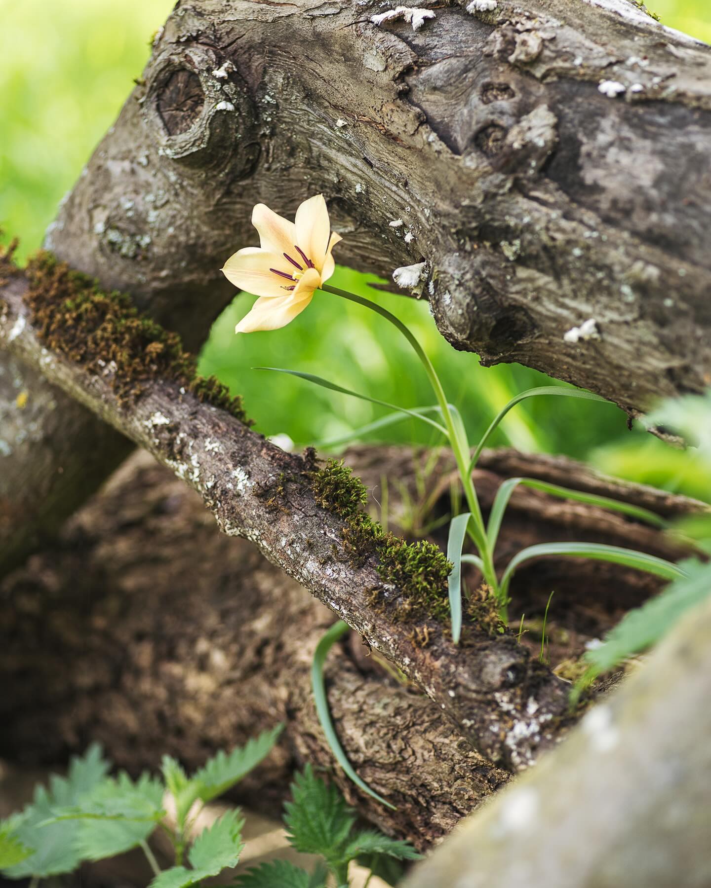 Im Moment blühen zwei Wildtulpen Sorten. Beide sind blass gelb, die eine durchgehend und leicht ins lachsfarbige gehend (Tulipa batalinii ‚Bright Gem‘) (Bild 1-5)
 und die andere mit brauner Mitte (Tulipa ‚Lucca‘)(Bild 6-10). Beide machen sich unglaublich gut im Kies bzw. Staudenbeet. Eine hatte ich im Herbst ins Totholz gepflanzt und sie blüht sogar auch gerade :)
.
#garten #gemeinschaftsgarten #zürichcity #seebach #urbanesgärtnern #städtischergarten #nachhaltigegärten #wildtulpen #wildtulip #tulipa #tulipabataliniibrightgem #tulipalucca