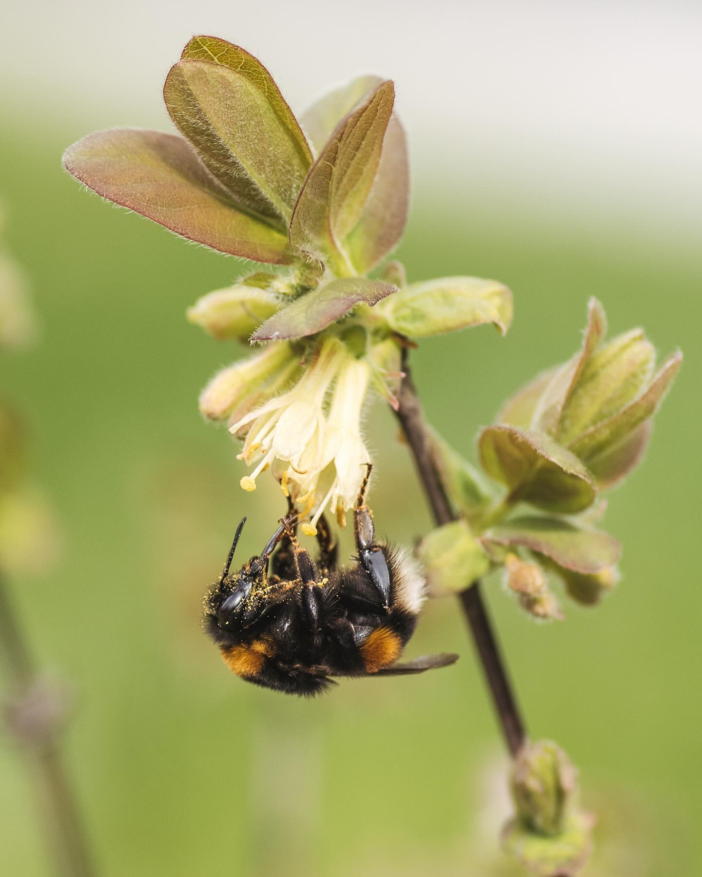 Die Hummelköniginnen und Wildbienen fliegen ja schon wie verrückt umher. Besonders gefallen ihnen die blauen Heckenkirschen, die wir letztes Jahr im Rahmen der Wildhecke gepflanzt haben :)
#nachbarschaftsgarten #urbangardening #garten #gemeinschaftsgarten #zürichcity #seebach #urbanesgärtnern #städtischergarten #nachhaltigegärten #hummel #hummelkönigin #bumblebee #wildbienen #wildbiene #blaueheckenkirsche #insektengarten #hummelgarten #stadtinsekten #insektenfotografie #insektenfreundlich