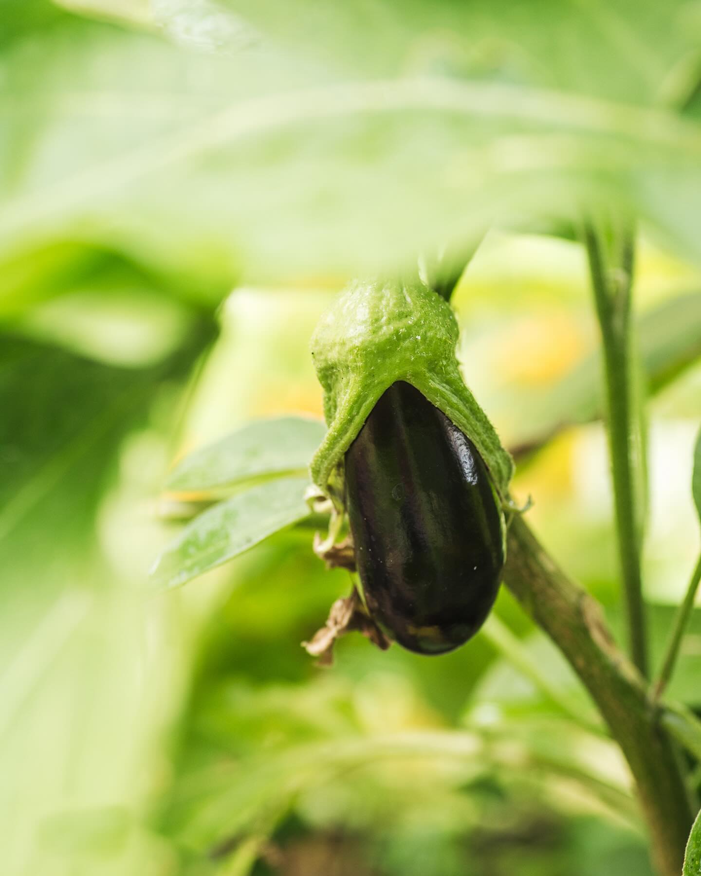 Im Gemüsegarten gedeihen dieses Jahr die Auberginen prächtig :) Ausserdem gibt es Bohnen, die Tomaten werden sicher auch bald reif und erfreulicherweise kommt der Spargel, den wir gesetzt haben :) jetzt heisst es nur noch, hegen und pflegen und warten bis sicher übernächstes Jahr …
.
#garten #gemeinschaftsgarten #zürichcity #seebach #urbanesgärtnern #städtischergarten #nachhaltigegärten #stadtgarten #gemüsegarten #gemusegarten #aubergine #stadtgemüse
