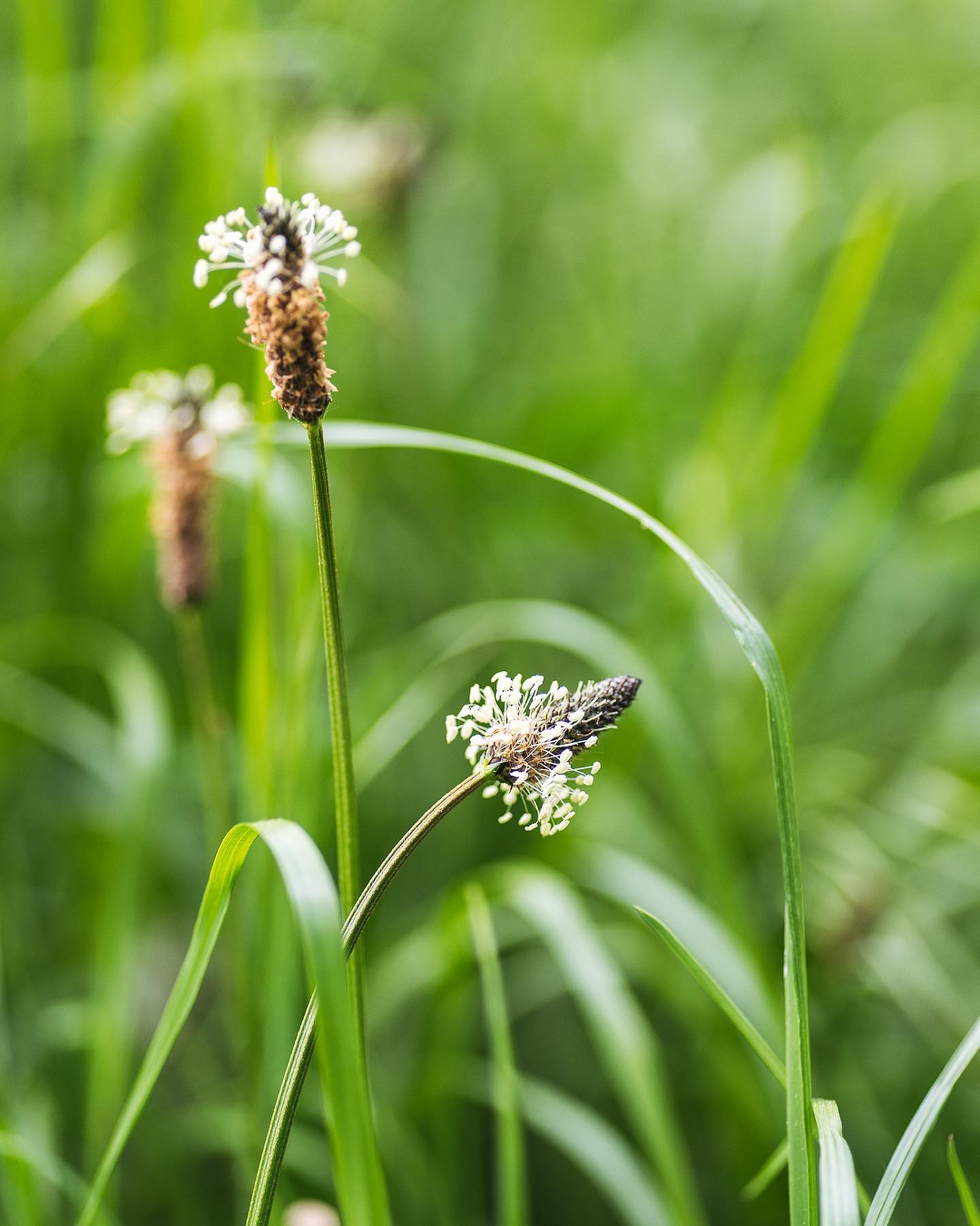 Impressionen aus dem Garten in der ersten Maiwoche. Die Wiese ist gigantisch hoch! Aber auch einfach wunderhübsch. Wir werden versuchen noch viel mehr verschiedene Wildblumen in die Wiese zu bringen. 
.
#nachbarschaftsgarten #urbangardening #garten #gemeinschaftsgarten #zürichcity #seebach #urbanesgärtnern #städtischergarten #nachhaltigegärten #wildblumen #wildblumenwiese #stadtwiese #blumenwiese #gräser #zaunwicke #maigarten