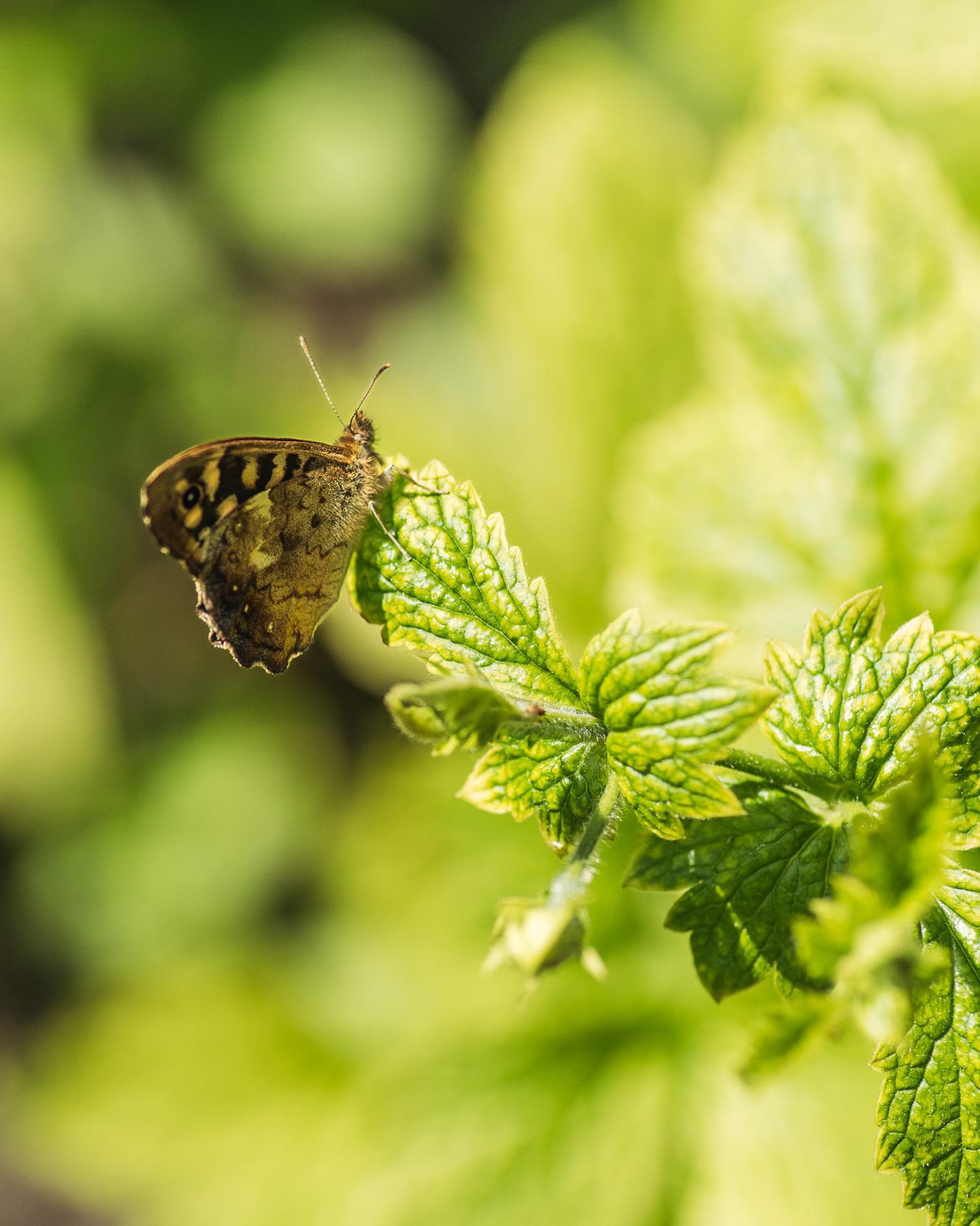 Gestern waren wir die ganzen Tag über im Garten und es war wunderbar zu sehen, wieviele verschiedene Schmetterlinge herumflogen. Wir haben definitiv einen Schwalbenschwanz gesehen, sowie diverse Bläulinge und Weisslinge. Ausserdem wohl ein Tagpfauenauge. Leider konnte ich kein Bild machen. Still halten wollen die Schmetterlinge bei mir nie… 
.
Ausser dieses Exemplar, welches ich geschlossen nicht bestimmen kann. Er war innen rötlich. 
.
#nachbarschaftsgarten #urbangardening #garten #gemeinschaftsgarten #zürichcity #seebach #urbanesgärtnern #städtischergarten #nachhaltigegärten #schmetterlinge #insektenfotografie #naturgarten