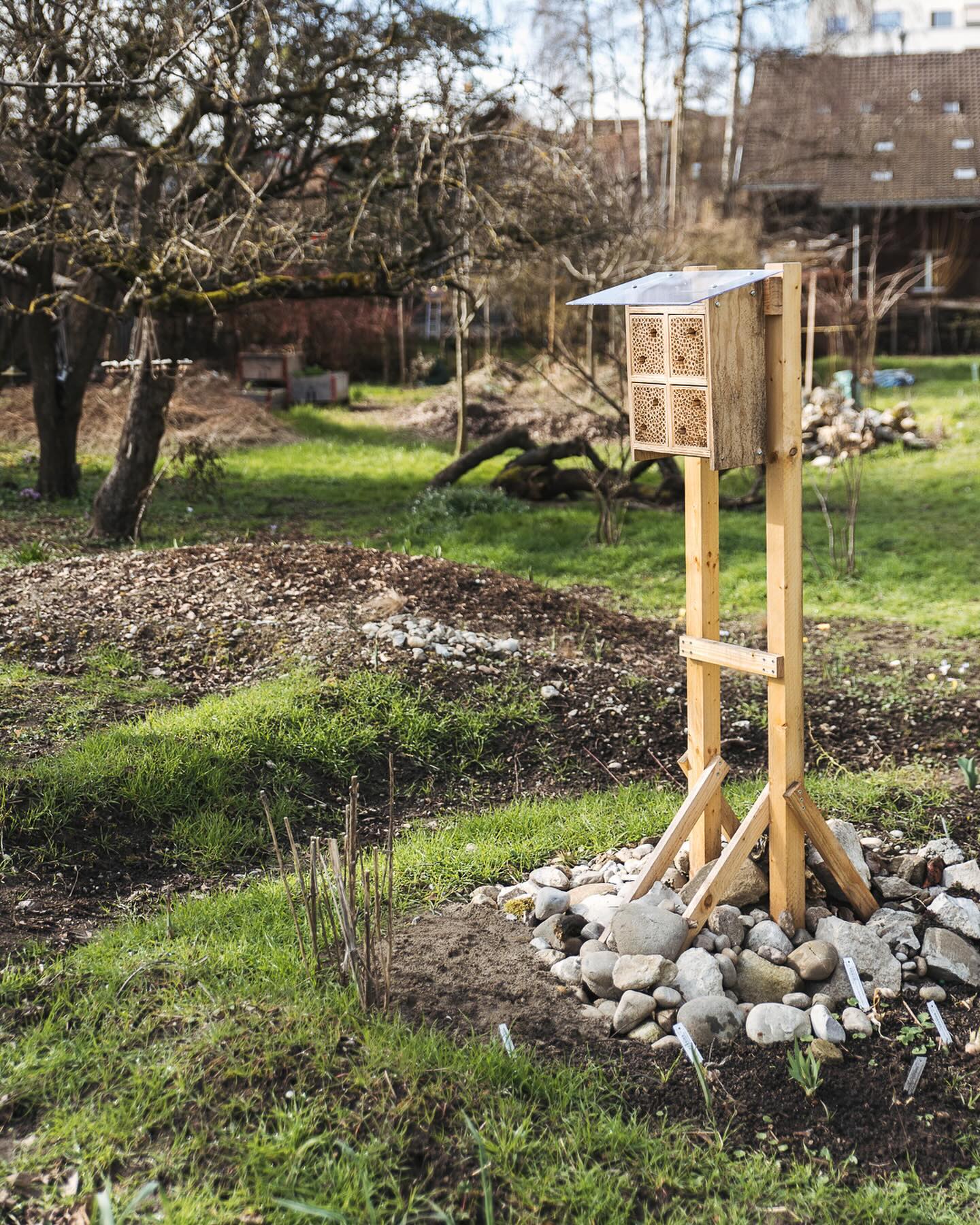 Noch ein paar Impressionen vom Frühlingsanfang. Das neue Blumenbeet mit Wildbienenhaus ist ordentlich grün geworden. Im Moment noch hauptsächlich mit Gräser, die von selbst kamen. Aber auch die Zwiebelgewächse, die wir im Herbst verbuddelt haben kommen nun alle schön raus. Wir sind gespannt, wie es aussieht, wenn dann alles blüht und die ersten Wildbienen einziehen werden :). 
Ausserdem noch ein paar andere Impressionen aus dem Garten. 
#nachbarschaftsgarten #urbangardening #garten #gemeinschaftsgarten #zürichcity #seebach #urbanesgärtnern #städtischergarten #nachhaltigegärten #stadtgarten #frühlingsgarten #springgarden #wildbienenhotel @wildbieneundpartner