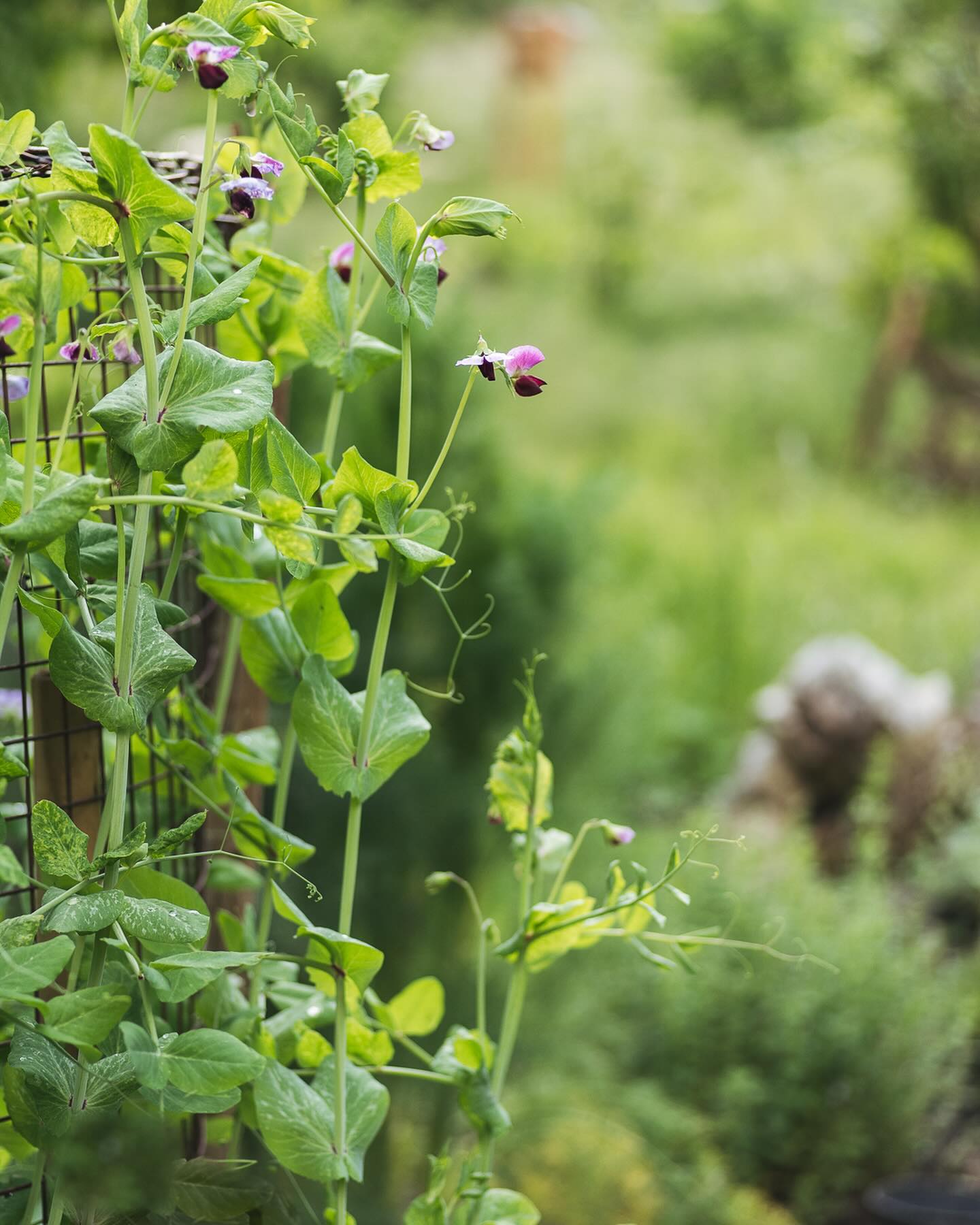 Endlich ist die Sonne wieder da :) In der Zwischenzeit sind die Erbsen wahnsinnig gewachsen und blühen nun. Prächtig sind sie geworden. Wir freuen uns schon auf die Ernte.
.
#garten #gemeinschaftsgarten #zürichcity #seebach #urbanesgärtnern #städtischergarten #nachhaltigegärten #stadtgarten #gemüsegarten #erbsen #erbsenbeet