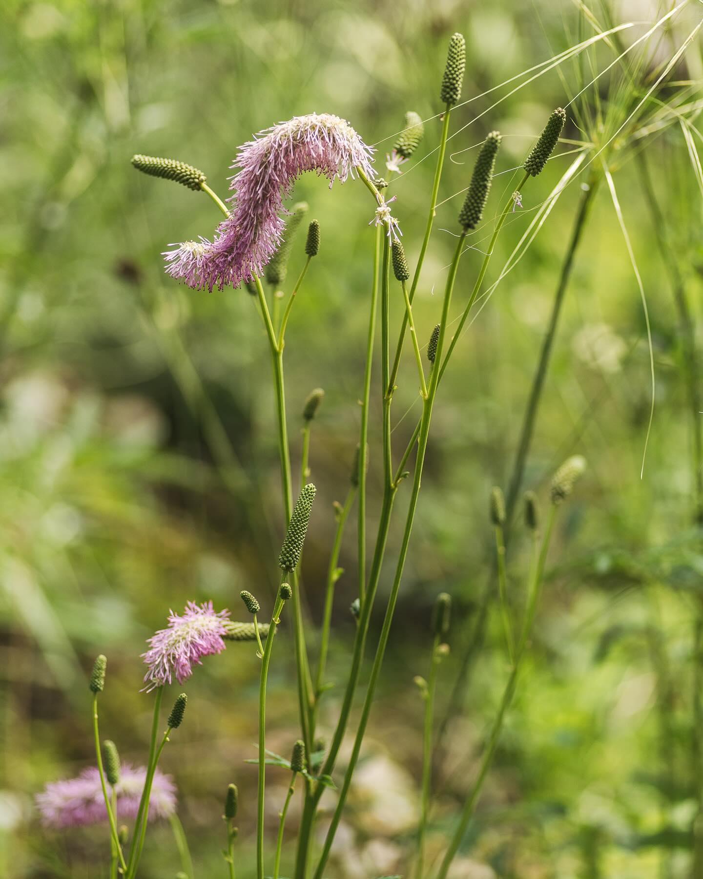 Gartenimpressionen aus der letzten Juliwoche. Die verschiedenen Wiesenköpfe blühen nun wunderschön zusammen mit der Prachtkerze und den gelben und rosa Skabiosen. Ausserdem im Kiesbeet: Die Kugeldisteln blühen dieses Jahr sehr üppig! und auch der Rainfarm ist beeindruckend geworden, vom Wermut ganz zu schweigen. Er ist gigantisch! 
.
#garten #gemeinschaftsgarten #zürichcity #seebach #urbanesgärtnern #städtischergarten #nachhaltigegärten #stadtgarten #gartenimpressionen #wiesenknopf