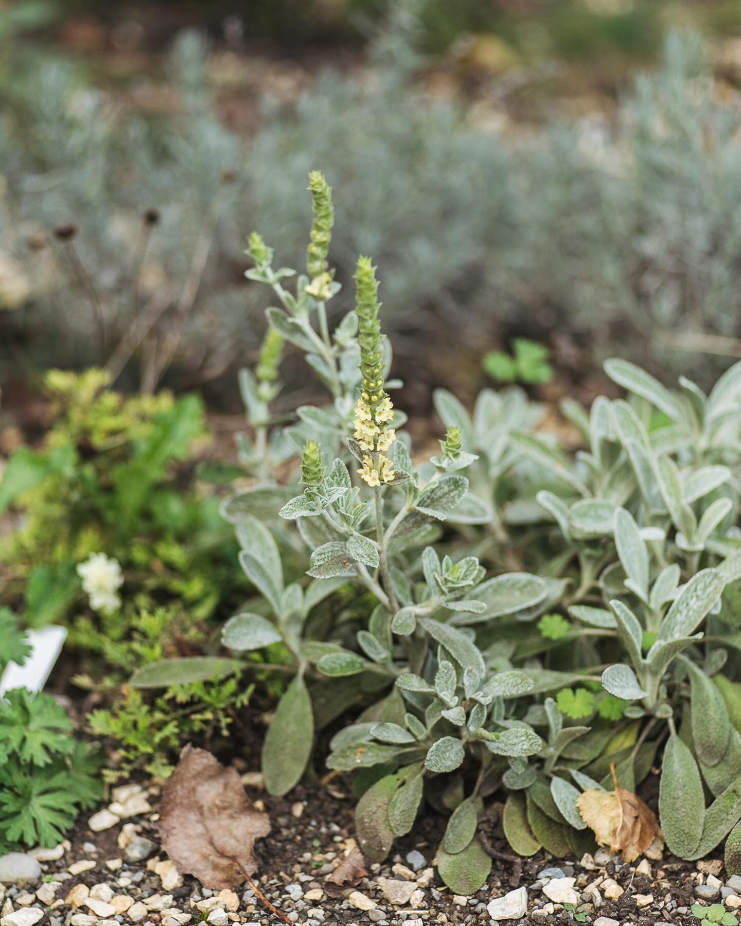 Es blüht immer noch viel im Garten, so zum Beispiel der griechische Bergtee, das Mutterkraut, Steppensalbei, Storchschnabel, Bergminze, Pfeffersalbei und natürlich die Kapuzinerkresse.
.
Am Sonntag hatten wir Gartentag und gefühlt hunderte Blumenzwiebeln vergraben! Ausserdem wurden Lücken in den Beeten gefüllt, Gemüsebeet aufgeräumt und neues gepflanzt, wie roter Winterbrokkoli und Hirschhornsalat. Und dann wurde aus dem Bohnenbeet nun eine kleine Einkorn-Anbaufläche… mal schauen, ob es nächstes Jahr für ein Brot reicht ;)
.
#garten #gemeinschaftsgarten #zürichcity #seebach #urbanesgärtnern #städtischergarten #nachhaltigegärten #oktobergarten #stadtgarten #griechischerbergtee