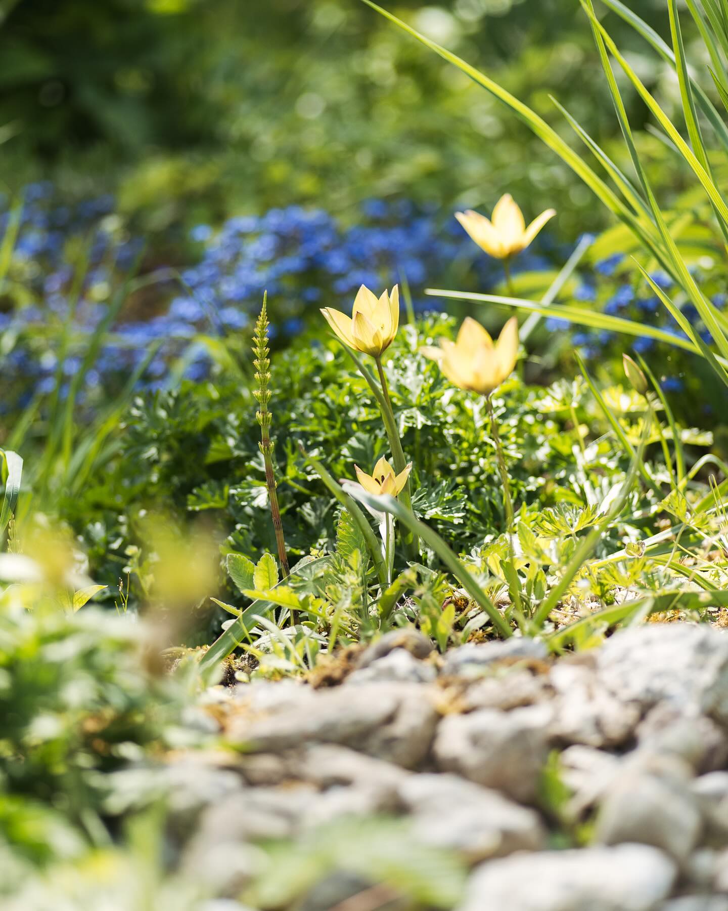 Blütenuptdate vom 24. April:
.
Bild 1 -2: die Wildtulpem Lucca blühen wieder :)
Bild 3: Der enzianblättrige Ehrenpreis beginnt zu blühen.
Bild 4: die Mininarzissen
Bild 5: die Äpfelbäume sind zum Teil schon wieder verblüht
Bild 6-7: überall blühen nun die Hasenglöckchen
Bild 8: die Quitte
Bild 9: das Salomonsiegel
Bild 10-12: die grosse Sternmiere blüht dieses Jahr unglaublich

.
#nachbarschaftsgarten #urbangardening #garten #gemeinschaftsgarten #zürichcity #seebach #urbanesgärtnern #städtischergarten #nachhaltigegärten #springtime #inmygardentoday #naturgarten #perennialgarden #imgarten #frühlingsgarten #gartenfreude #naturnahergarten  #naturgartenfreude  #inmeinemgarten #heuteimgarten #naturalgarden #blütenupdate