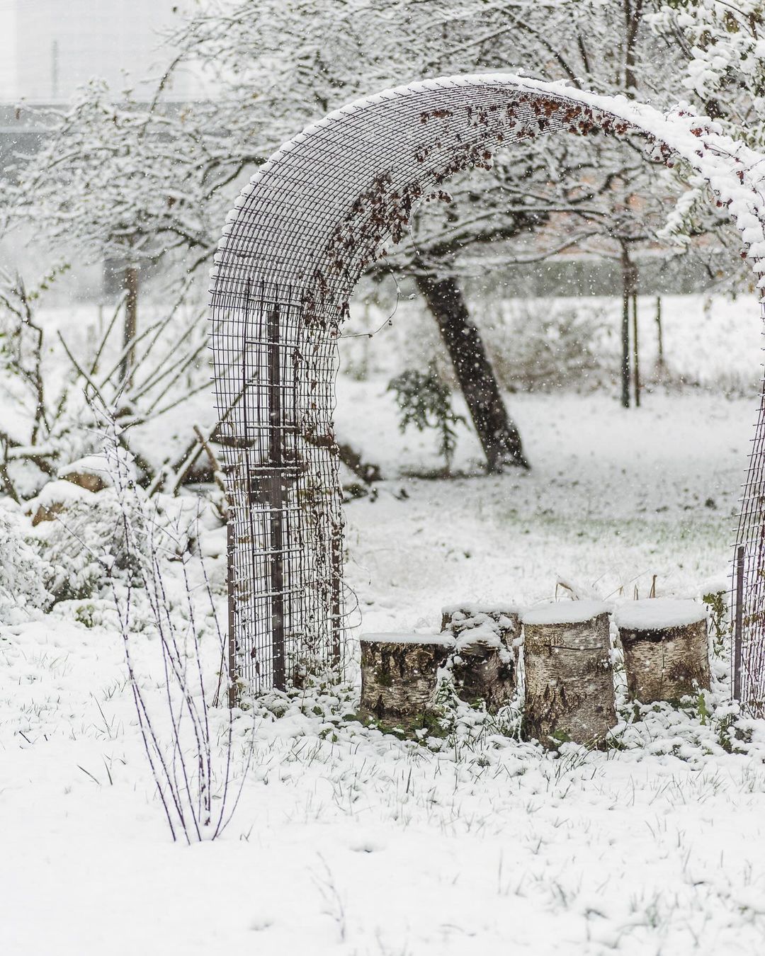 Der erste Schnee im Garten in diesem Winter :) gestern ist der Winter im Garten angekommen… die letzten Blüten blitzen noch ein wenig aus dem Schnee heraus. Wir freuen uns schon auf die ersten Frühblüher im neuen Jahr. Ein paar Zwiebeln werden noch vergraben werden…
.
#nachbarschaftsgarten #urbangardening #garten #gemeinschaftsgarten #zürichcity #seebach #urbanesgärtnern #städtischergarten #nachhaltigegärten #stadtgarten #wintergarden #wintergarten #schneeimgarten #derersteschnee #snowgarden
