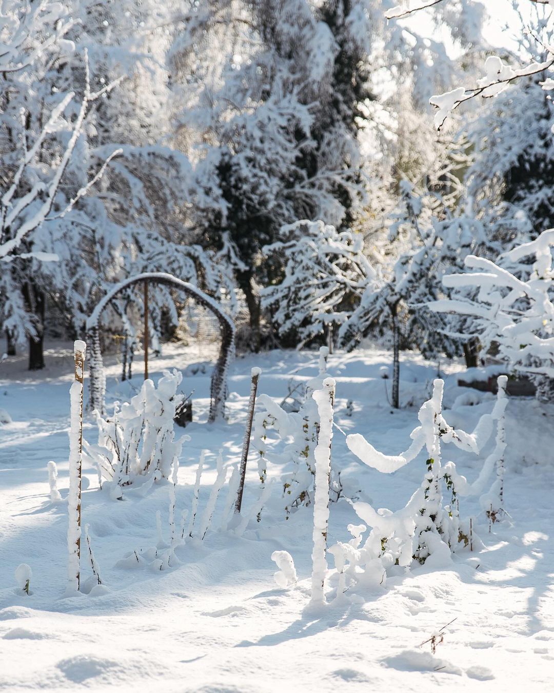 Gestern präsentierte sich der Garten als Winterwunderland :). Tief in Schnee gehüllt mit strahlend blauem Himmel. Zum Glück lag eine schön isolierende Schneedecke, die Nächte gestern und heute waren nämlich bitter kalt. Soviel Schnee gibt es hier tatsächlich eher selten. In den 11 Jahren, die wir hier im Quartier wohnen, 2 mal. Und das er auch noch länger als 1 Tag liegen bleibt, so gut wie nie.
.
#nachbarschaftsgarten #urbangardening #garten #gemeinschaftsgarten #zürichcity #seebach #urbanesgärtnern #städtischergarten #nachhaltigegärten #stadtgarten #schneeinzürich #zürischnee #winterwunderland #winterwonderland #wintergarten #wintergarden #snowgarden #schneegarten
