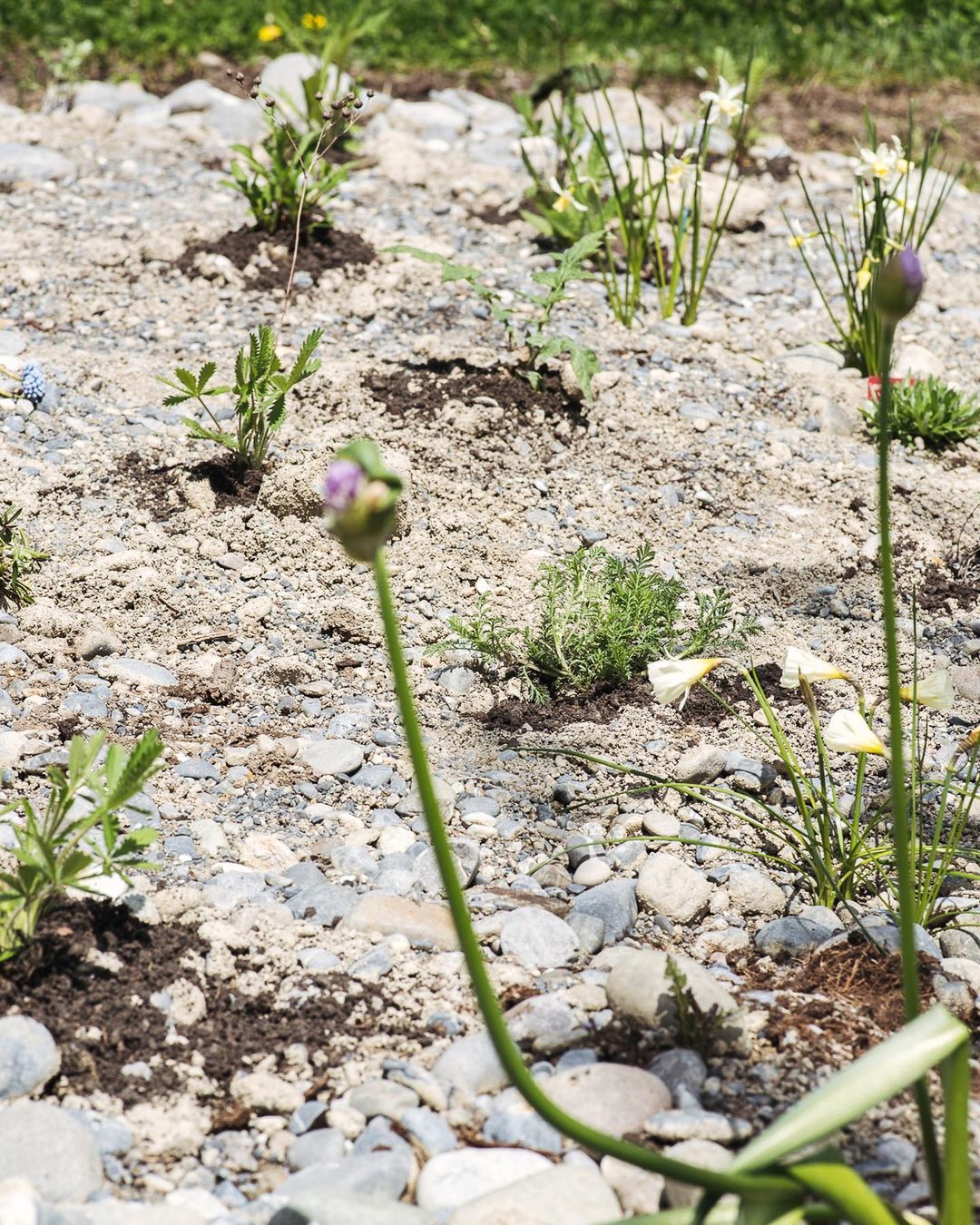 Heute haben wir den ersten Teil des Kies/Staudenbeetes bepflanzt :) 
.
Bisher sind folgende Planzen drin:
- Kaukasus Gamander 
- Wiesenflockenblume 
- Feldwitwenblume 
- Färberkamille 
- Ginster Leinkraut 
- graue Kratzdistel 
- Kugeldistel 
- Rainfarn 
- Wermut 
- Nesselblättrige Glockenblume 
- Aufrechtes Fingerkraut
- Flachblatt Mannstreu 
- Taubenskabiose 
.
#nachbarschaftsgarten #urbangardening #garten #gemeinschaftsgarten #zürichcity #seebach #urbanesgärtnern #städtischergarten #nachhaltigegärten #wildstauden 
#kiesbeet #präriegarten #bienenfreundlich