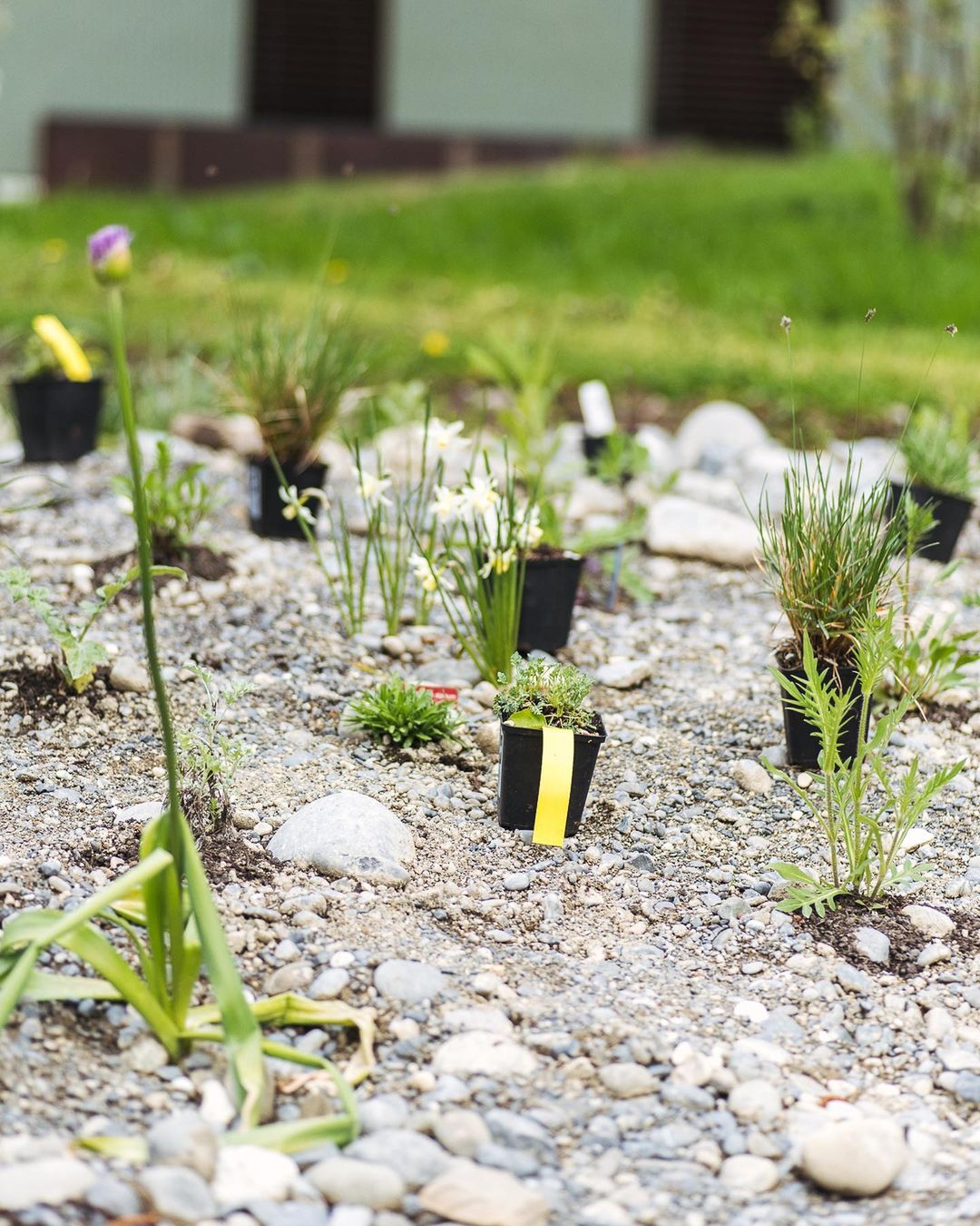 Diese Woche konnten wir das Kies/Staudenbeet fertig machen :) wir sind gespannt, wie es in ein paar Wochen aussehen wird! 
.
Wir haben noch diese Pflanzen in die Lücken gepflanzt:
.
- Ästige Graslilie 
- Astlose Graslilie 
- Alpenmohn 
- ausdauernder Lauch 
- Gemeines Ochsenauge 
- Muskatellersalbei 
- Wiesensalbei
- Wirbeldost 
- Moorblaugras 
- Herzzittergras 
. 
#nachbarschaftsgarten #urbangardening #garten #gemeinschaftsgarten #zürichcity #seebach #urbanesgärtnern #städtischergarten #nachhaltigegärten #wildstauden #kiesbeet #präriegarten #kiesgarten